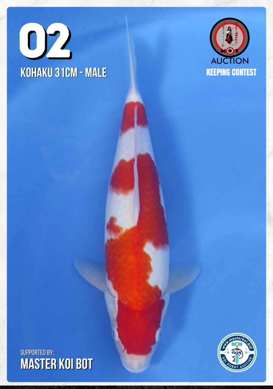 Lelang Koi Online, Jual Beli Ikan Koi, Pusat Jual Beli Koi, Info Lelang Koi Hari Ini, Platform Jual Beli Koi, Jual Beli Ikan Koi Online, Marketplace Ikan Koi, Jual Koi Terbaik, Tempat Beli Koi Berkualitas, Pasar Ikan Koi Online Terpercaya, Penjual Ikan Koi Terpercaya, Beli Koi Hias Online, Ikan Koi untuk Dijual, Koi Kualitas Terbaik, Toko Online Ikan Koi, Koi Hias Untuk Dijual, Jual Beli Ikan Koi Lokal, Koi Indonesia Online, Pusat Jual Beli Koi Terbesar