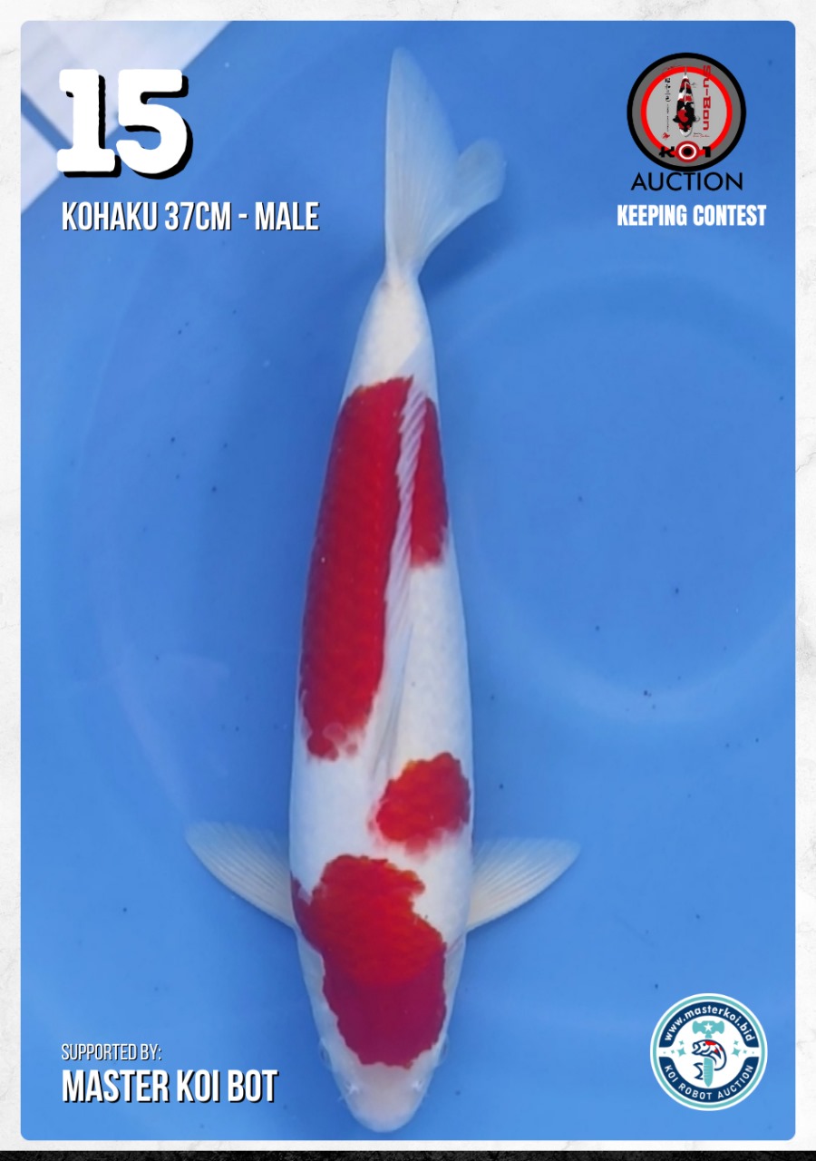 Lelang Koi Online, Jual Beli Ikan Koi, Pusat Jual Beli Koi, Info Lelang Koi Hari Ini, Platform Jual Beli Koi, Jual Beli Ikan Koi Online, Marketplace Ikan Koi, Jual Koi Terbaik, Tempat Beli Koi Berkualitas, Pasar Ikan Koi Online Terpercaya, Penjual Ikan Koi Terpercaya, Beli Koi Hias Online, Ikan Koi untuk Dijual, Koi Kualitas Terbaik, Toko Online Ikan Koi, Koi Hias Untuk Dijual, Jual Beli Ikan Koi Lokal, Koi Indonesia Online, Pusat Jual Beli Koi Terbesar