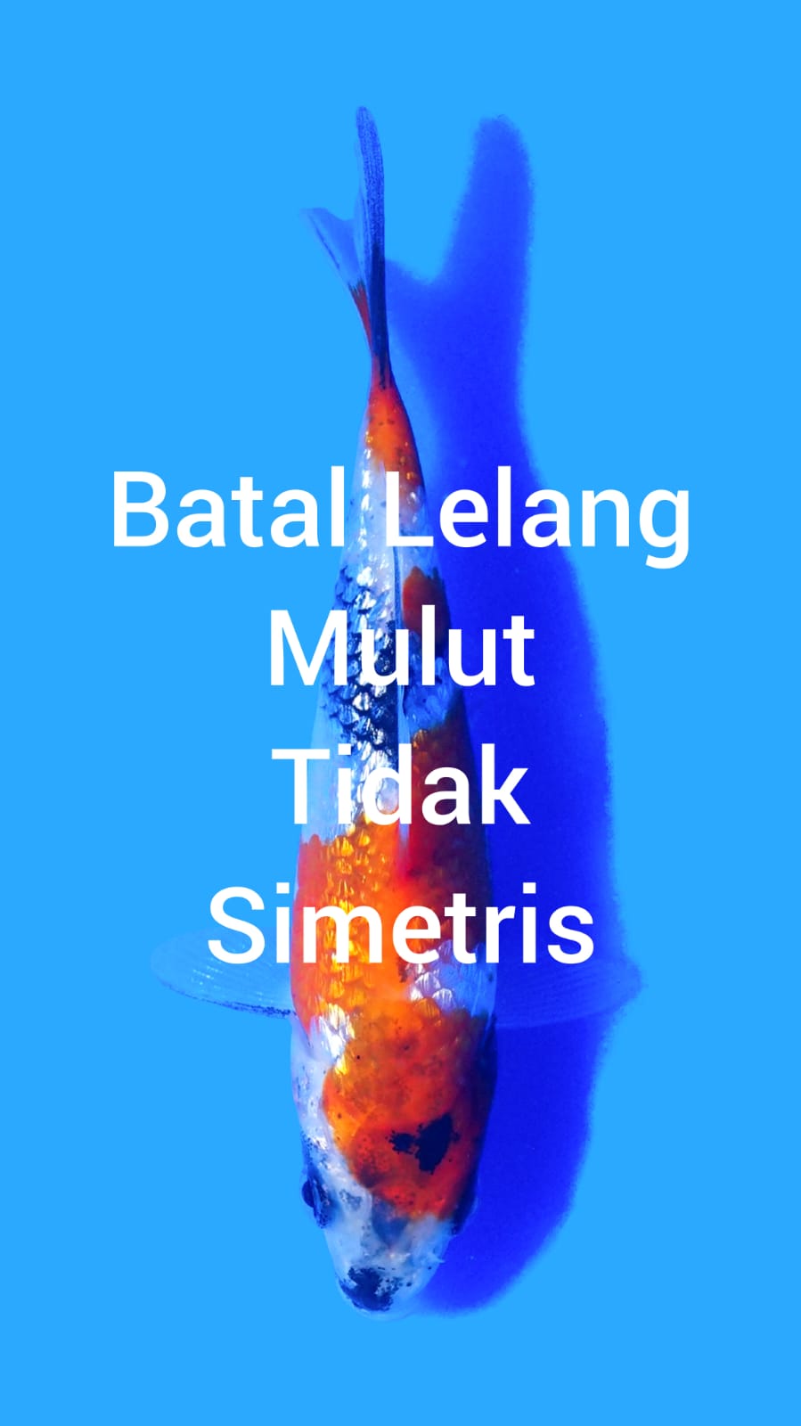 Lelang Koi Online, Jual Beli Ikan Koi, Pusat Jual Beli Koi, Info Lelang Koi Hari Ini, Platform Jual Beli Koi, Jual Beli Ikan Koi Online, Marketplace Ikan Koi, Jual Koi Terbaik, Tempat Beli Koi Berkualitas, Pasar Ikan Koi Online Terpercaya, Penjual Ikan Koi Terpercaya, Beli Koi Hias Online, Ikan Koi untuk Dijual, Koi Kualitas Terbaik, Toko Online Ikan Koi, Koi Hias Untuk Dijual, Jual Beli Ikan Koi Lokal, Koi Indonesia Online, Pusat Jual Beli Koi Terbesar