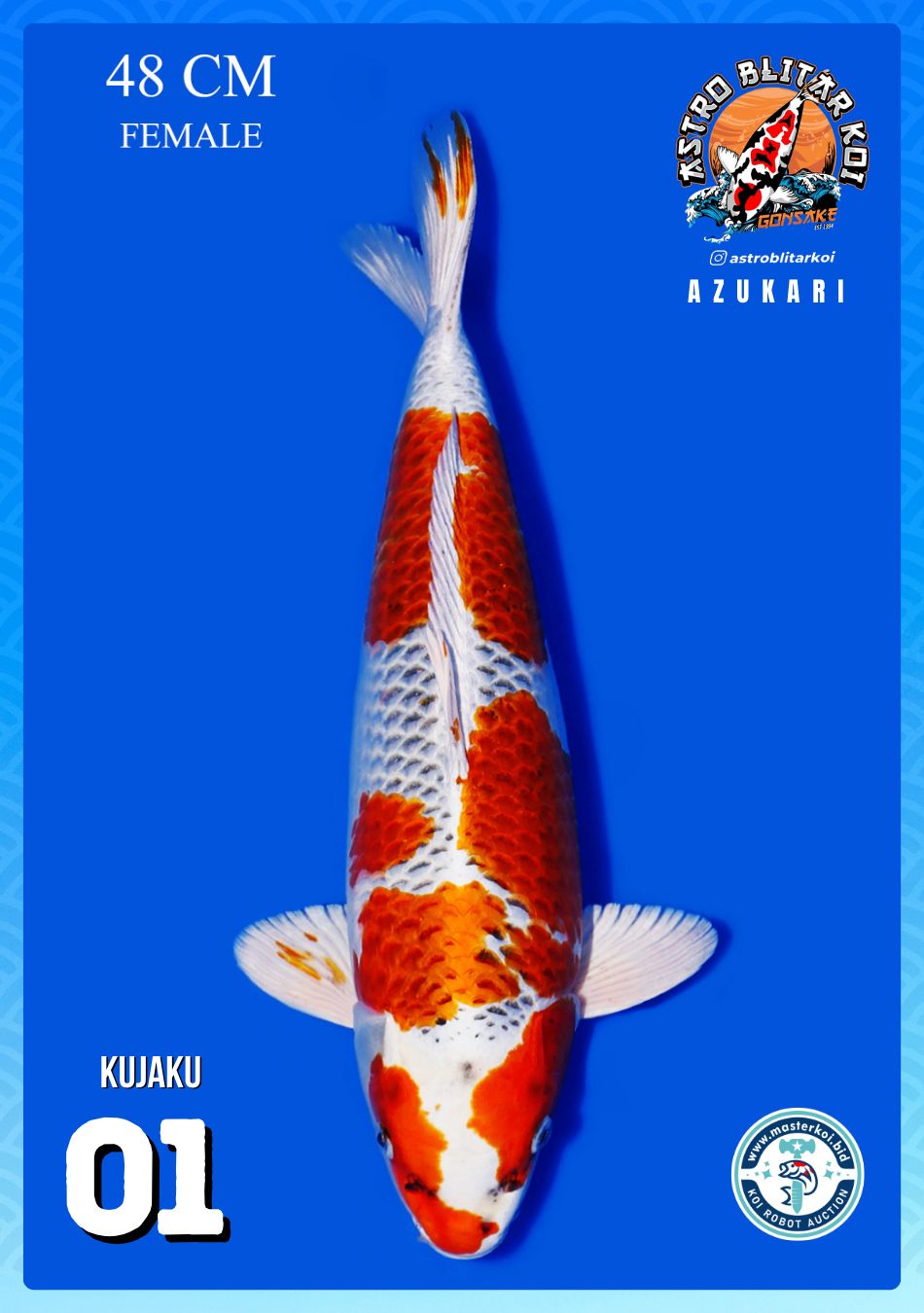 Lelang Koi Online, Jual Beli Ikan Koi, Pusat Jual Beli Koi, Info Lelang Koi Hari Ini, Platform Jual Beli Koi, Jual Beli Ikan Koi Online, Marketplace Ikan Koi, Jual Koi Terbaik, Tempat Beli Koi Berkualitas, Pasar Ikan Koi Online Terpercaya, Penjual Ikan Koi Terpercaya, Beli Koi Hias Online, Ikan Koi untuk Dijual, Koi Kualitas Terbaik, Toko Online Ikan Koi, Koi Hias Untuk Dijual, Jual Beli Ikan Koi Lokal, Koi Indonesia Online, Pusat Jual Beli Koi Terbesar