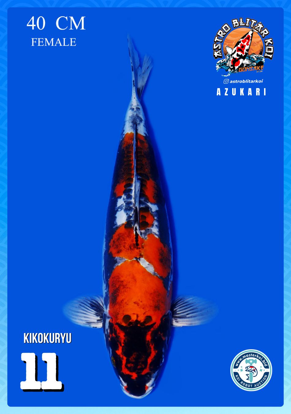 Lelang Koi Online, Jual Beli Ikan Koi, Pusat Jual Beli Koi, Info Lelang Koi Hari Ini, Platform Jual Beli Koi, Jual Beli Ikan Koi Online, Marketplace Ikan Koi, Jual Koi Terbaik, Tempat Beli Koi Berkualitas, Pasar Ikan Koi Online Terpercaya, Penjual Ikan Koi Terpercaya, Beli Koi Hias Online, Ikan Koi untuk Dijual, Koi Kualitas Terbaik, Toko Online Ikan Koi, Koi Hias Untuk Dijual, Jual Beli Ikan Koi Lokal, Koi Indonesia Online, Pusat Jual Beli Koi Terbesar