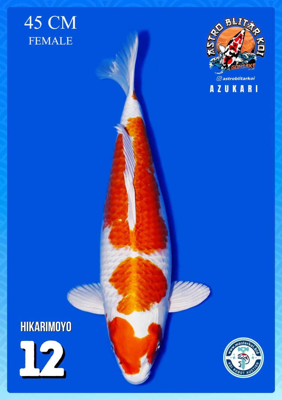 Lelang Koi Online, Jual Beli Ikan Koi, Pusat Jual Beli Koi, Info Lelang Koi Hari Ini, Platform Jual Beli Koi, Jual Beli Ikan Koi Online, Marketplace Ikan Koi, Jual Koi Terbaik, Tempat Beli Koi Berkualitas, Pasar Ikan Koi Online Terpercaya, Penjual Ikan Koi Terpercaya, Beli Koi Hias Online, Ikan Koi untuk Dijual, Koi Kualitas Terbaik, Toko Online Ikan Koi, Koi Hias Untuk Dijual, Jual Beli Ikan Koi Lokal, Koi Indonesia Online, Pusat Jual Beli Koi Terbesar