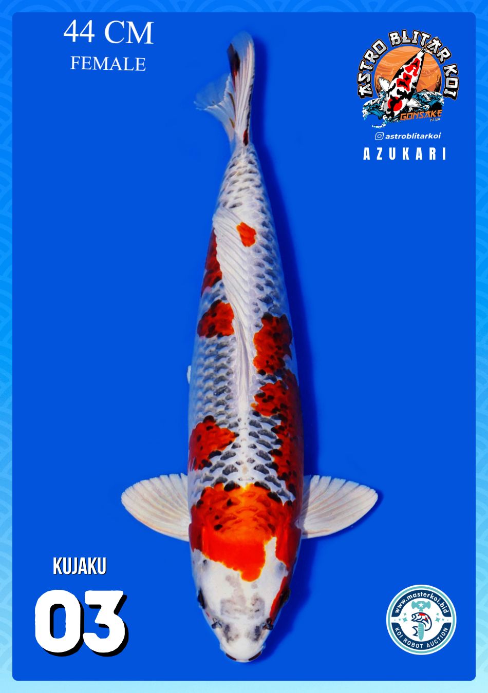 Lelang Koi Online, Jual Beli Ikan Koi, Pusat Jual Beli Koi, Info Lelang Koi Hari Ini, Platform Jual Beli Koi, Jual Beli Ikan Koi Online, Marketplace Ikan Koi, Jual Koi Terbaik, Tempat Beli Koi Berkualitas, Pasar Ikan Koi Online Terpercaya, Penjual Ikan Koi Terpercaya, Beli Koi Hias Online, Ikan Koi untuk Dijual, Koi Kualitas Terbaik, Toko Online Ikan Koi, Koi Hias Untuk Dijual, Jual Beli Ikan Koi Lokal, Koi Indonesia Online, Pusat Jual Beli Koi Terbesar