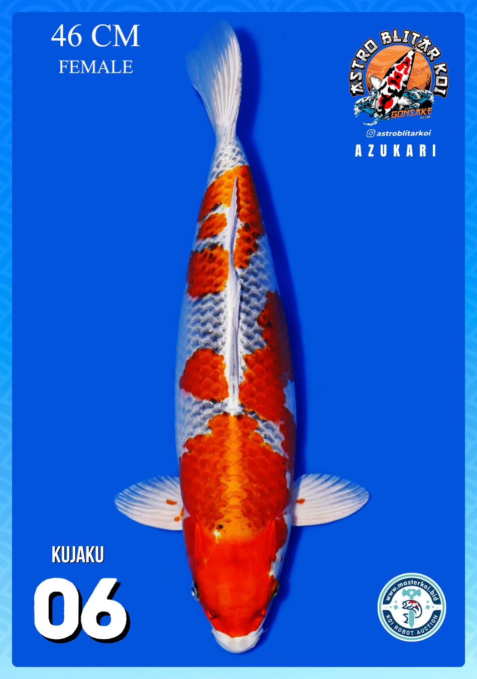 Lelang Koi Online, Jual Beli Ikan Koi, Pusat Jual Beli Koi, Info Lelang Koi Hari Ini, Platform Jual Beli Koi, Jual Beli Ikan Koi Online, Marketplace Ikan Koi, Jual Koi Terbaik, Tempat Beli Koi Berkualitas, Pasar Ikan Koi Online Terpercaya, Penjual Ikan Koi Terpercaya, Beli Koi Hias Online, Ikan Koi untuk Dijual, Koi Kualitas Terbaik, Toko Online Ikan Koi, Koi Hias Untuk Dijual, Jual Beli Ikan Koi Lokal, Koi Indonesia Online, Pusat Jual Beli Koi Terbesar