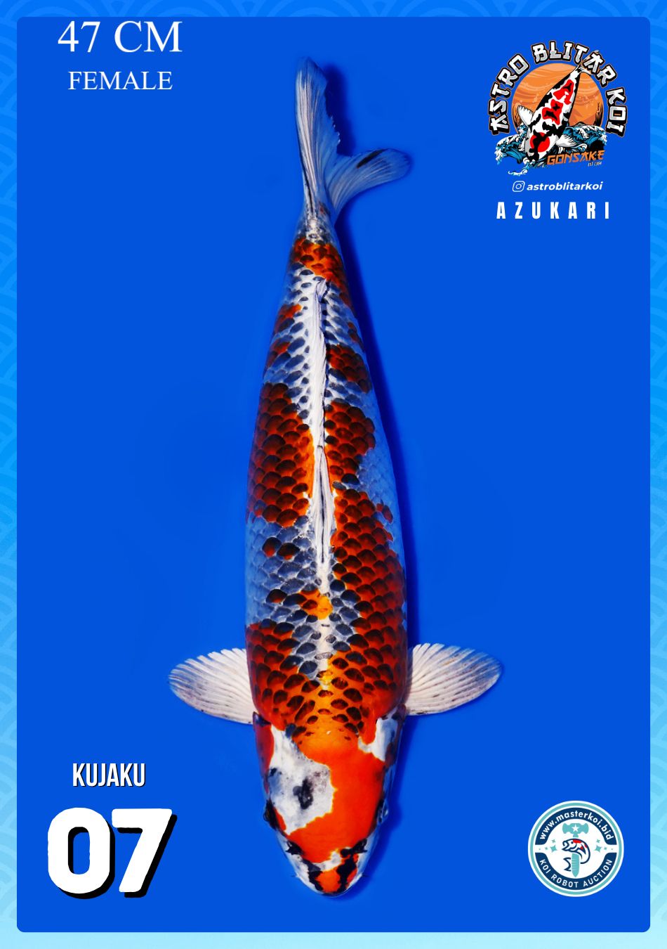 Lelang Koi Online, Jual Beli Ikan Koi, Pusat Jual Beli Koi, Info Lelang Koi Hari Ini, Platform Jual Beli Koi, Jual Beli Ikan Koi Online, Marketplace Ikan Koi, Jual Koi Terbaik, Tempat Beli Koi Berkualitas, Pasar Ikan Koi Online Terpercaya, Penjual Ikan Koi Terpercaya, Beli Koi Hias Online, Ikan Koi untuk Dijual, Koi Kualitas Terbaik, Toko Online Ikan Koi, Koi Hias Untuk Dijual, Jual Beli Ikan Koi Lokal, Koi Indonesia Online, Pusat Jual Beli Koi Terbesar