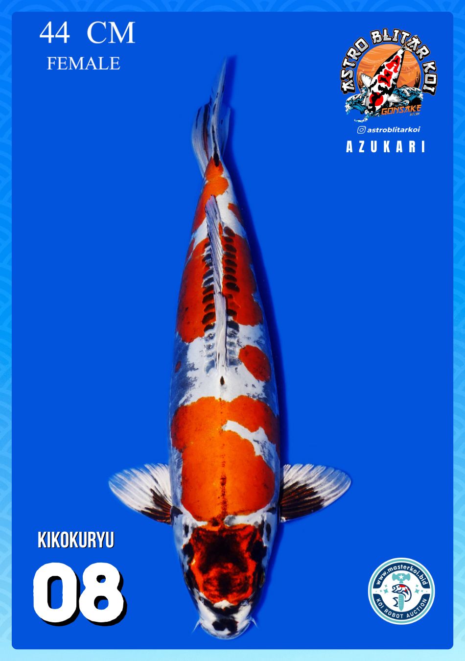 Lelang Koi Online, Jual Beli Ikan Koi, Pusat Jual Beli Koi, Info Lelang Koi Hari Ini, Platform Jual Beli Koi, Jual Beli Ikan Koi Online, Marketplace Ikan Koi, Jual Koi Terbaik, Tempat Beli Koi Berkualitas, Pasar Ikan Koi Online Terpercaya, Penjual Ikan Koi Terpercaya, Beli Koi Hias Online, Ikan Koi untuk Dijual, Koi Kualitas Terbaik, Toko Online Ikan Koi, Koi Hias Untuk Dijual, Jual Beli Ikan Koi Lokal, Koi Indonesia Online, Pusat Jual Beli Koi Terbesar