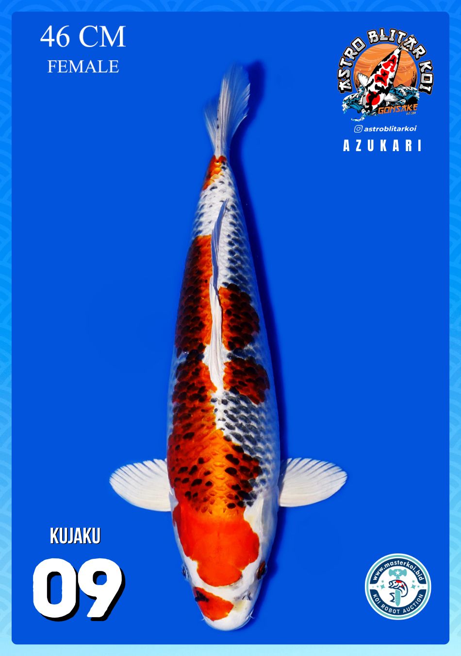 Lelang Koi Online, Jual Beli Ikan Koi, Pusat Jual Beli Koi, Info Lelang Koi Hari Ini, Platform Jual Beli Koi, Jual Beli Ikan Koi Online, Marketplace Ikan Koi, Jual Koi Terbaik, Tempat Beli Koi Berkualitas, Pasar Ikan Koi Online Terpercaya, Penjual Ikan Koi Terpercaya, Beli Koi Hias Online, Ikan Koi untuk Dijual, Koi Kualitas Terbaik, Toko Online Ikan Koi, Koi Hias Untuk Dijual, Jual Beli Ikan Koi Lokal, Koi Indonesia Online, Pusat Jual Beli Koi Terbesar