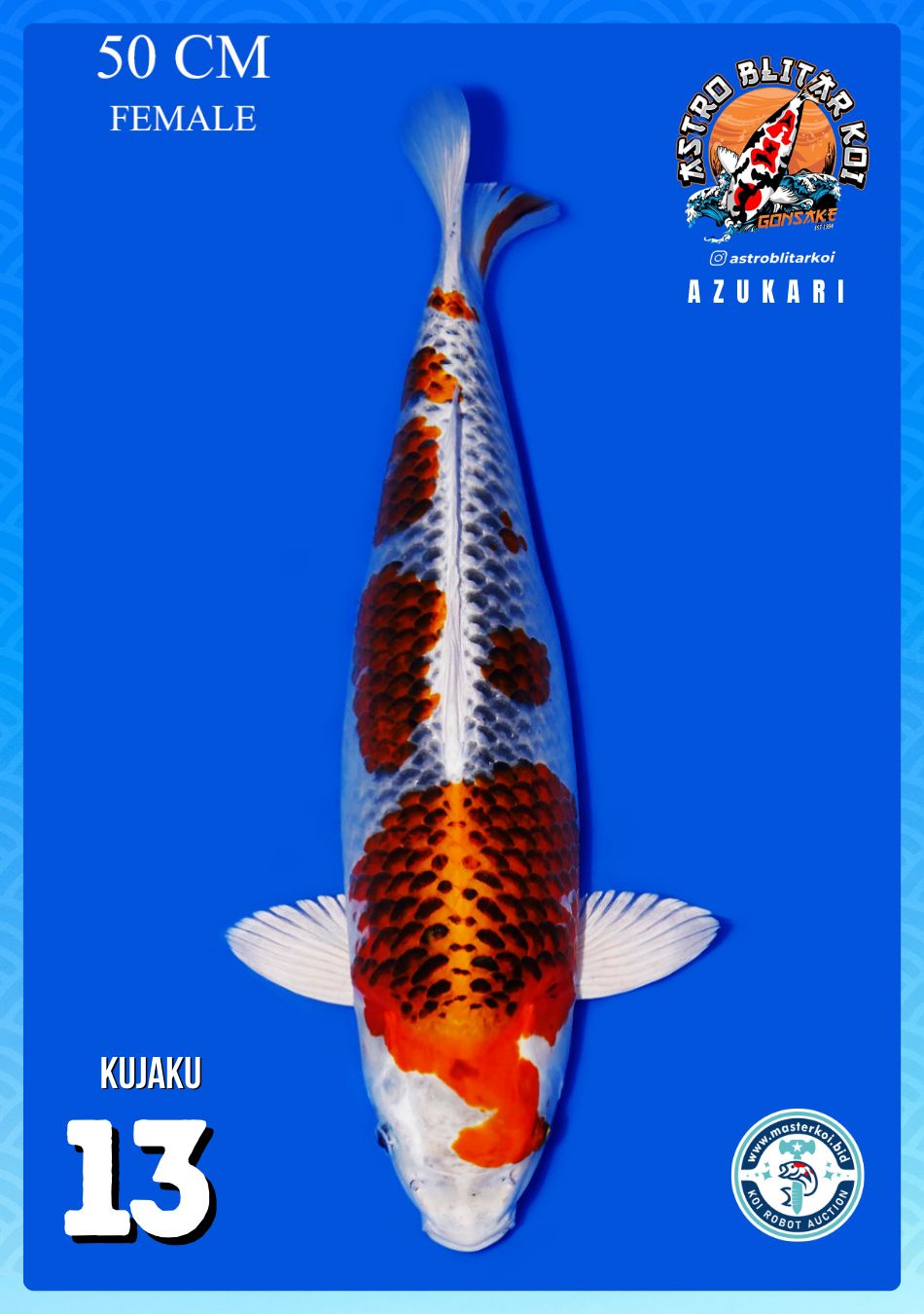 Lelang Koi Online, Jual Beli Ikan Koi, Pusat Jual Beli Koi, Info Lelang Koi Hari Ini, Platform Jual Beli Koi, Jual Beli Ikan Koi Online, Marketplace Ikan Koi, Jual Koi Terbaik, Tempat Beli Koi Berkualitas, Pasar Ikan Koi Online Terpercaya, Penjual Ikan Koi Terpercaya, Beli Koi Hias Online, Ikan Koi untuk Dijual, Koi Kualitas Terbaik, Toko Online Ikan Koi, Koi Hias Untuk Dijual, Jual Beli Ikan Koi Lokal, Koi Indonesia Online, Pusat Jual Beli Koi Terbesar