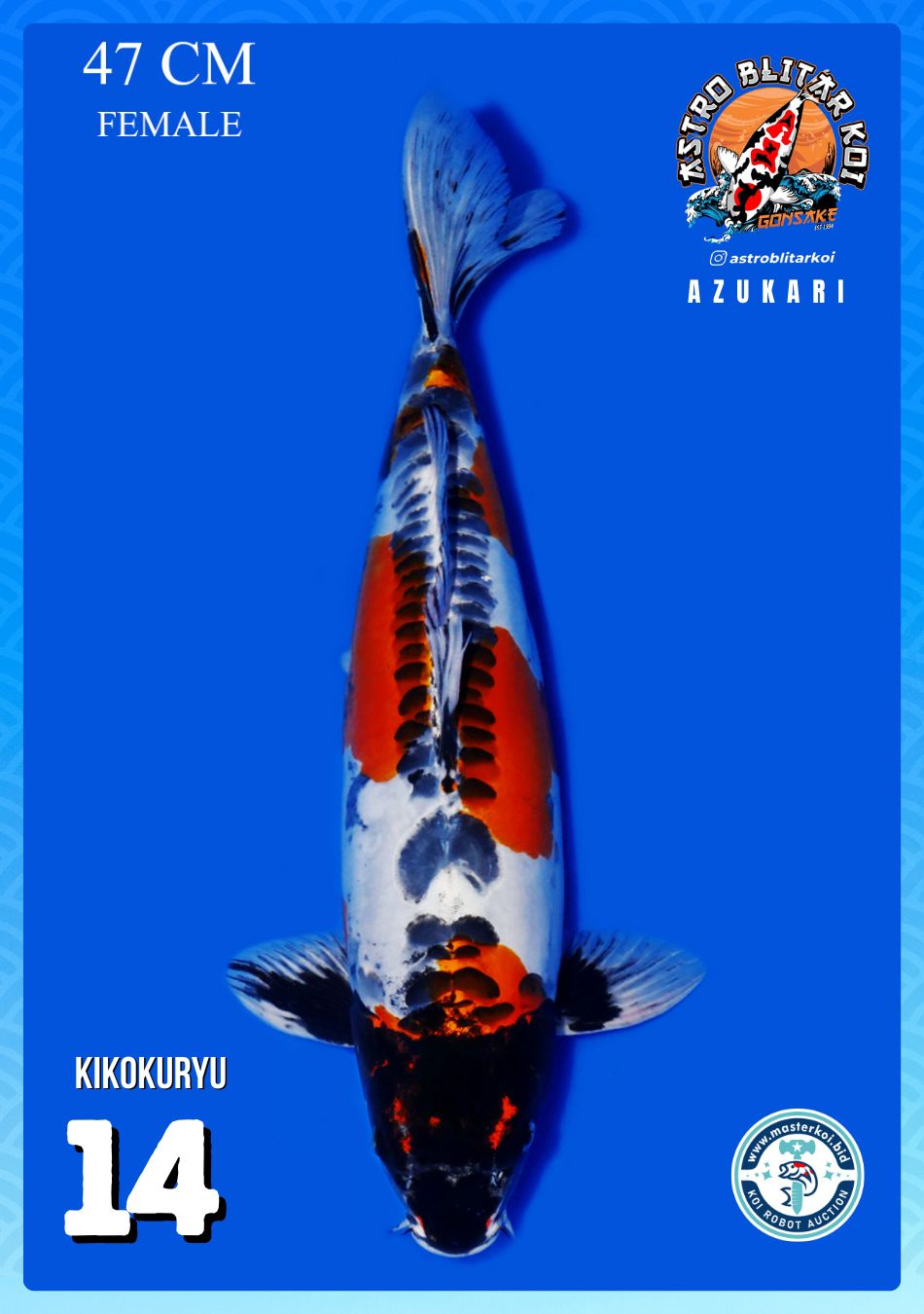 Lelang Koi Online, Jual Beli Ikan Koi, Pusat Jual Beli Koi, Info Lelang Koi Hari Ini, Platform Jual Beli Koi, Jual Beli Ikan Koi Online, Marketplace Ikan Koi, Jual Koi Terbaik, Tempat Beli Koi Berkualitas, Pasar Ikan Koi Online Terpercaya, Penjual Ikan Koi Terpercaya, Beli Koi Hias Online, Ikan Koi untuk Dijual, Koi Kualitas Terbaik, Toko Online Ikan Koi, Koi Hias Untuk Dijual, Jual Beli Ikan Koi Lokal, Koi Indonesia Online, Pusat Jual Beli Koi Terbesar