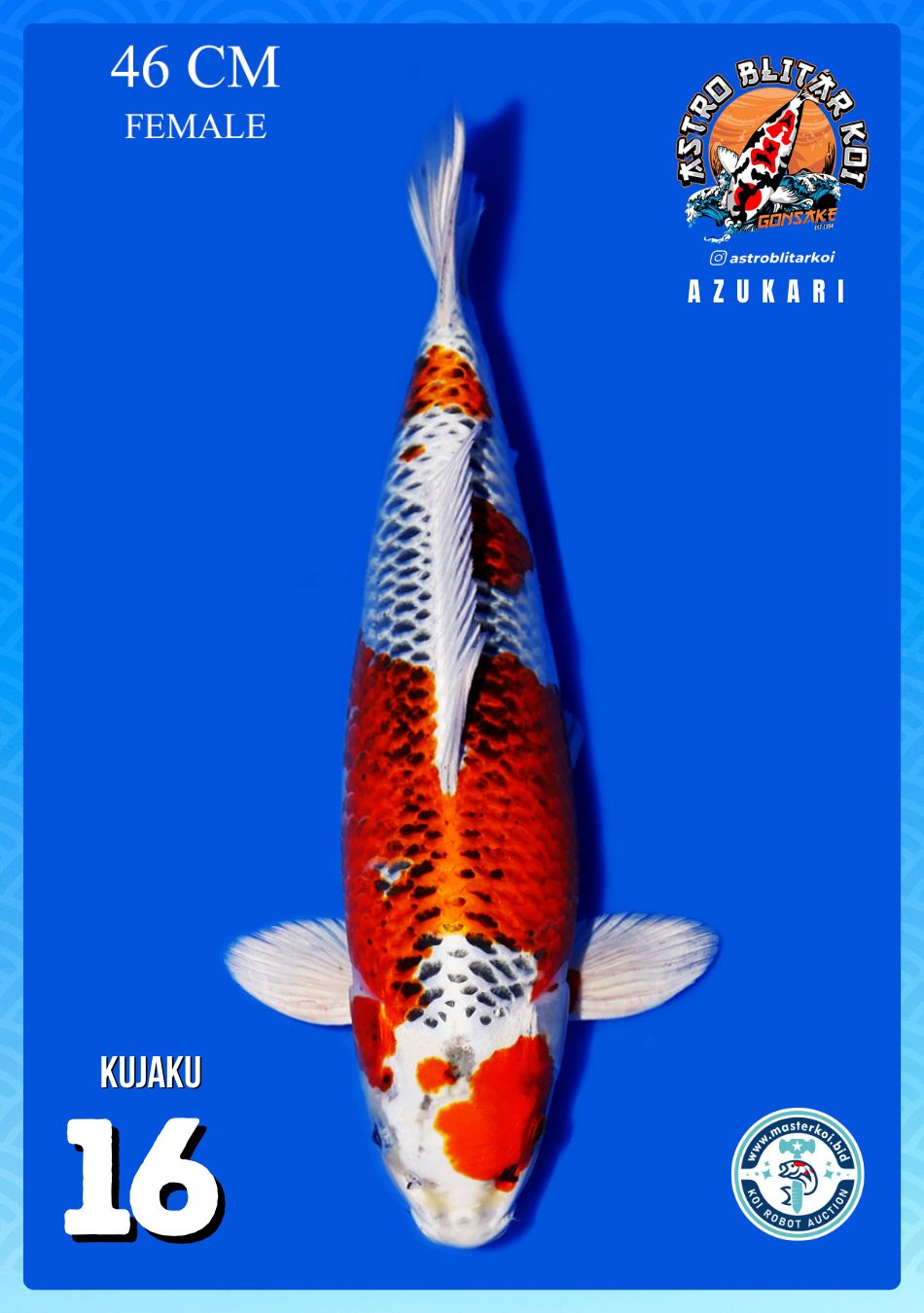 Lelang Koi Online, Jual Beli Ikan Koi, Pusat Jual Beli Koi, Info Lelang Koi Hari Ini, Platform Jual Beli Koi, Jual Beli Ikan Koi Online, Marketplace Ikan Koi, Jual Koi Terbaik, Tempat Beli Koi Berkualitas, Pasar Ikan Koi Online Terpercaya, Penjual Ikan Koi Terpercaya, Beli Koi Hias Online, Ikan Koi untuk Dijual, Koi Kualitas Terbaik, Toko Online Ikan Koi, Koi Hias Untuk Dijual, Jual Beli Ikan Koi Lokal, Koi Indonesia Online, Pusat Jual Beli Koi Terbesar