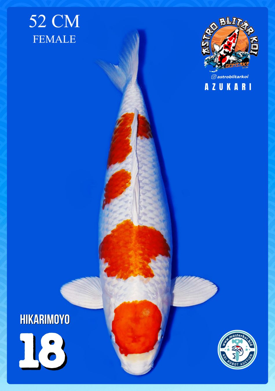 Lelang Koi Online, Jual Beli Ikan Koi, Pusat Jual Beli Koi, Info Lelang Koi Hari Ini, Platform Jual Beli Koi, Jual Beli Ikan Koi Online, Marketplace Ikan Koi, Jual Koi Terbaik, Tempat Beli Koi Berkualitas, Pasar Ikan Koi Online Terpercaya, Penjual Ikan Koi Terpercaya, Beli Koi Hias Online, Ikan Koi untuk Dijual, Koi Kualitas Terbaik, Toko Online Ikan Koi, Koi Hias Untuk Dijual, Jual Beli Ikan Koi Lokal, Koi Indonesia Online, Pusat Jual Beli Koi Terbesar