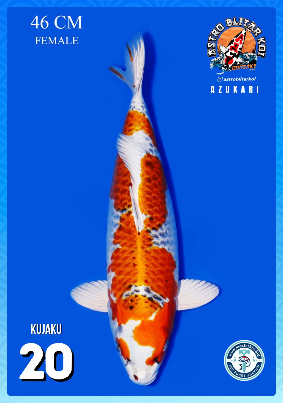 Lelang Koi Online, Jual Beli Ikan Koi, Pusat Jual Beli Koi, Info Lelang Koi Hari Ini, Platform Jual Beli Koi, Jual Beli Ikan Koi Online, Marketplace Ikan Koi, Jual Koi Terbaik, Tempat Beli Koi Berkualitas, Pasar Ikan Koi Online Terpercaya, Penjual Ikan Koi Terpercaya, Beli Koi Hias Online, Ikan Koi untuk Dijual, Koi Kualitas Terbaik, Toko Online Ikan Koi, Koi Hias Untuk Dijual, Jual Beli Ikan Koi Lokal, Koi Indonesia Online, Pusat Jual Beli Koi Terbesar