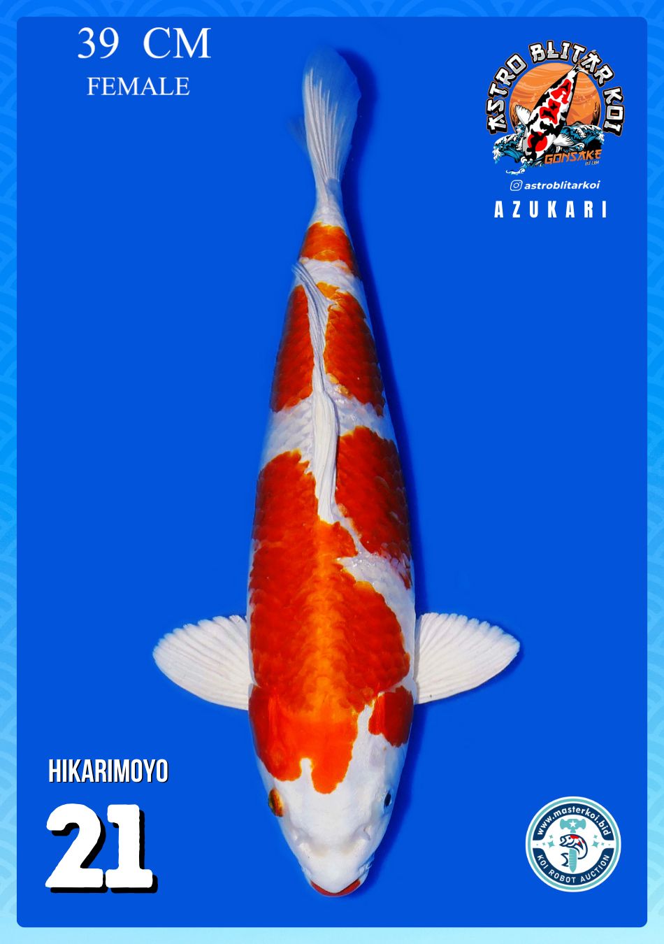 Lelang Koi Online, Jual Beli Ikan Koi, Pusat Jual Beli Koi, Info Lelang Koi Hari Ini, Platform Jual Beli Koi, Jual Beli Ikan Koi Online, Marketplace Ikan Koi, Jual Koi Terbaik, Tempat Beli Koi Berkualitas, Pasar Ikan Koi Online Terpercaya, Penjual Ikan Koi Terpercaya, Beli Koi Hias Online, Ikan Koi untuk Dijual, Koi Kualitas Terbaik, Toko Online Ikan Koi, Koi Hias Untuk Dijual, Jual Beli Ikan Koi Lokal, Koi Indonesia Online, Pusat Jual Beli Koi Terbesar