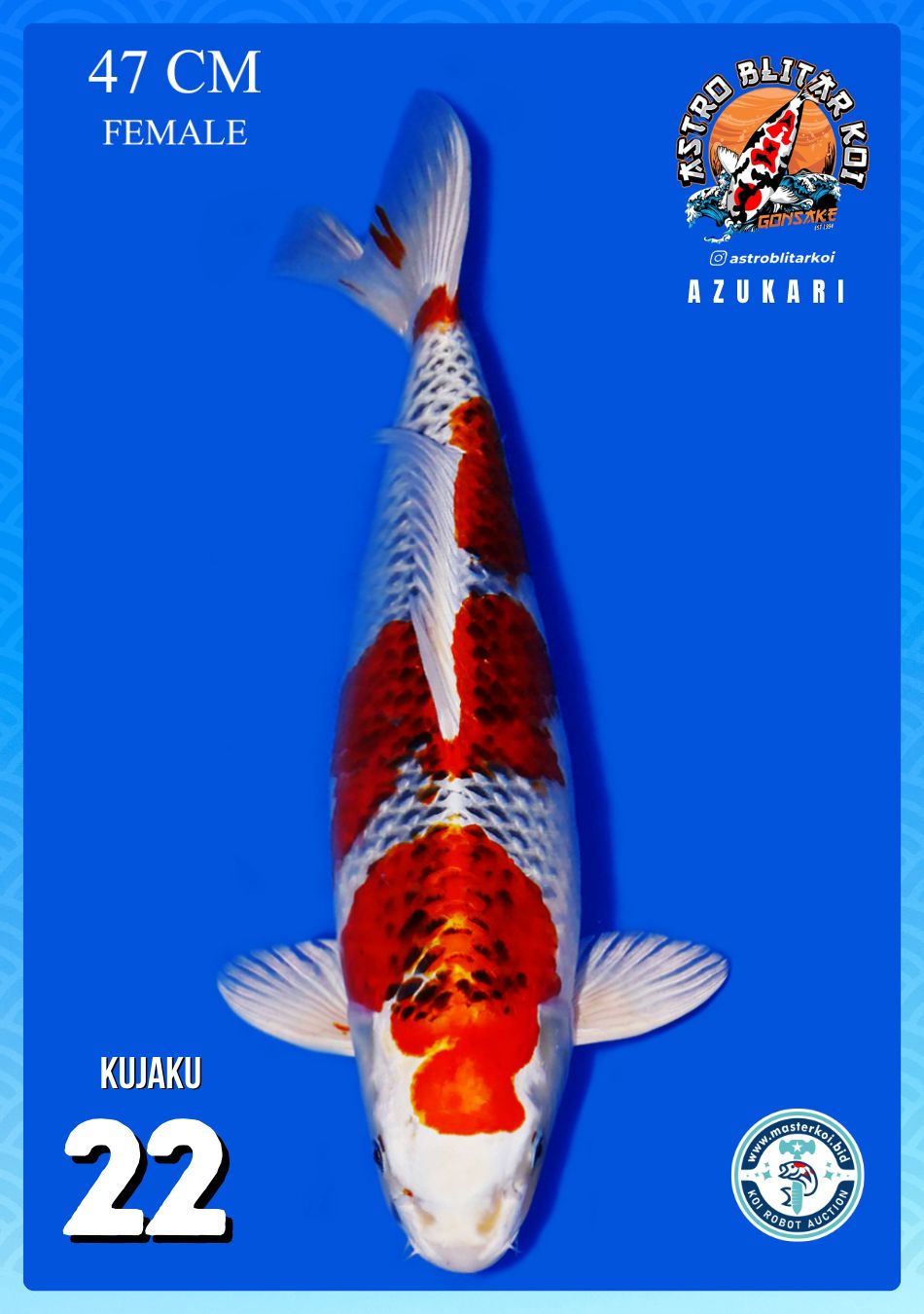 Lelang Koi Online, Jual Beli Ikan Koi, Pusat Jual Beli Koi, Info Lelang Koi Hari Ini, Platform Jual Beli Koi, Jual Beli Ikan Koi Online, Marketplace Ikan Koi, Jual Koi Terbaik, Tempat Beli Koi Berkualitas, Pasar Ikan Koi Online Terpercaya, Penjual Ikan Koi Terpercaya, Beli Koi Hias Online, Ikan Koi untuk Dijual, Koi Kualitas Terbaik, Toko Online Ikan Koi, Koi Hias Untuk Dijual, Jual Beli Ikan Koi Lokal, Koi Indonesia Online, Pusat Jual Beli Koi Terbesar