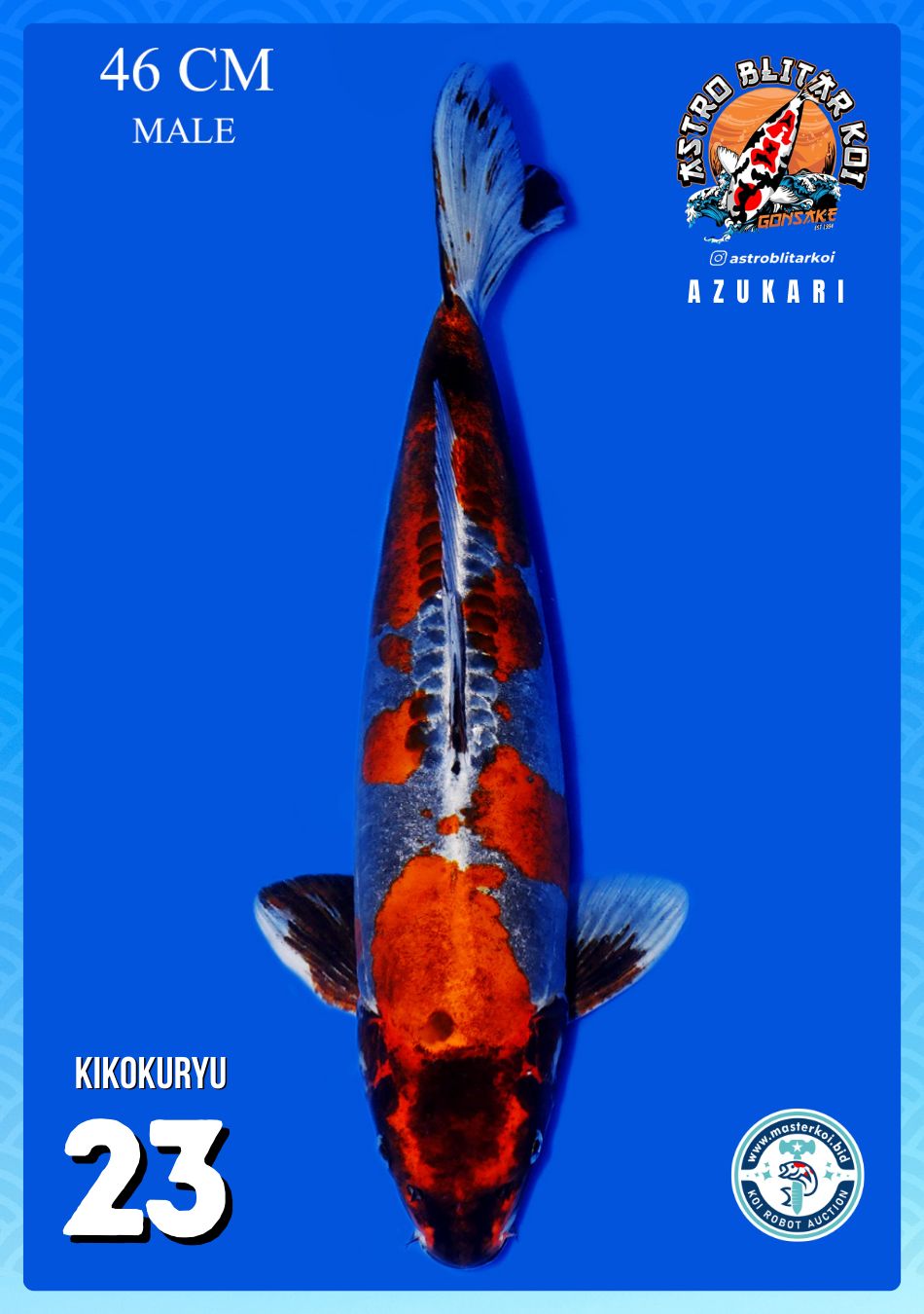 Lelang Koi Online, Jual Beli Ikan Koi, Pusat Jual Beli Koi, Info Lelang Koi Hari Ini, Platform Jual Beli Koi, Jual Beli Ikan Koi Online, Marketplace Ikan Koi, Jual Koi Terbaik, Tempat Beli Koi Berkualitas, Pasar Ikan Koi Online Terpercaya, Penjual Ikan Koi Terpercaya, Beli Koi Hias Online, Ikan Koi untuk Dijual, Koi Kualitas Terbaik, Toko Online Ikan Koi, Koi Hias Untuk Dijual, Jual Beli Ikan Koi Lokal, Koi Indonesia Online, Pusat Jual Beli Koi Terbesar