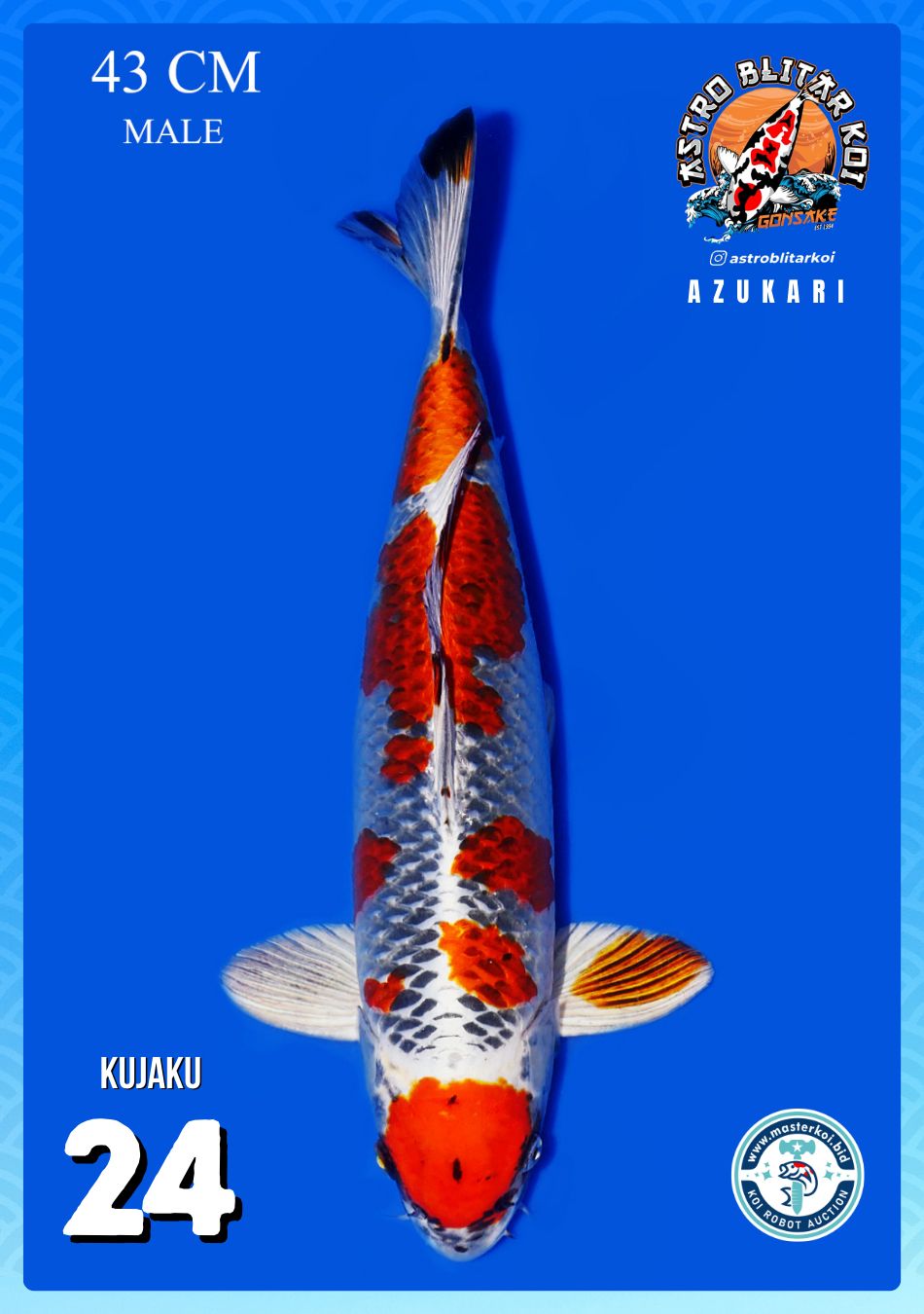 Lelang Koi Online, Jual Beli Ikan Koi, Pusat Jual Beli Koi, Info Lelang Koi Hari Ini, Platform Jual Beli Koi, Jual Beli Ikan Koi Online, Marketplace Ikan Koi, Jual Koi Terbaik, Tempat Beli Koi Berkualitas, Pasar Ikan Koi Online Terpercaya, Penjual Ikan Koi Terpercaya, Beli Koi Hias Online, Ikan Koi untuk Dijual, Koi Kualitas Terbaik, Toko Online Ikan Koi, Koi Hias Untuk Dijual, Jual Beli Ikan Koi Lokal, Koi Indonesia Online, Pusat Jual Beli Koi Terbesar