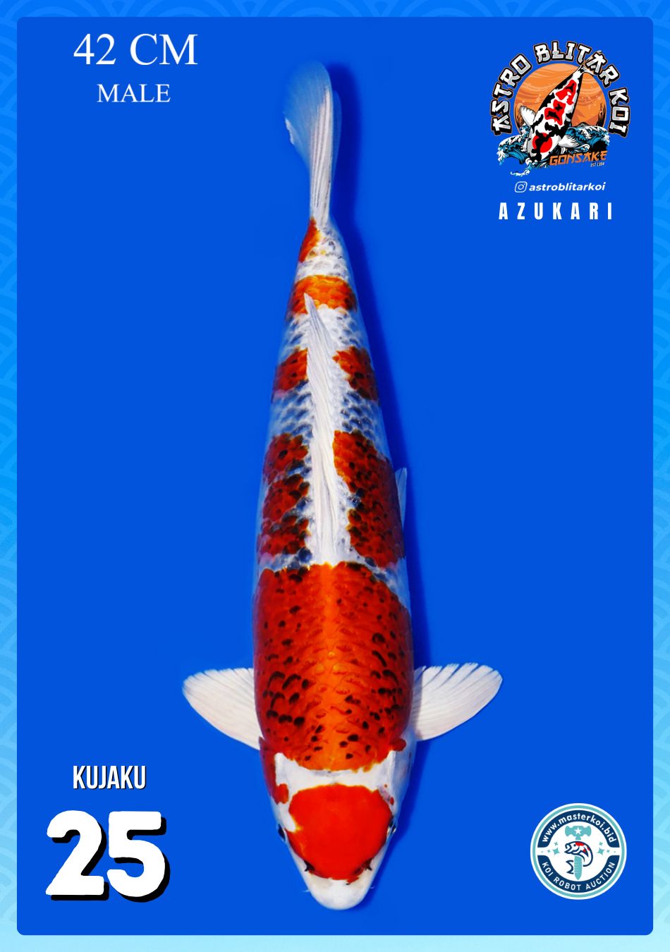 Lelang Koi Online, Jual Beli Ikan Koi, Pusat Jual Beli Koi, Info Lelang Koi Hari Ini, Platform Jual Beli Koi, Jual Beli Ikan Koi Online, Marketplace Ikan Koi, Jual Koi Terbaik, Tempat Beli Koi Berkualitas, Pasar Ikan Koi Online Terpercaya, Penjual Ikan Koi Terpercaya, Beli Koi Hias Online, Ikan Koi untuk Dijual, Koi Kualitas Terbaik, Toko Online Ikan Koi, Koi Hias Untuk Dijual, Jual Beli Ikan Koi Lokal, Koi Indonesia Online, Pusat Jual Beli Koi Terbesar