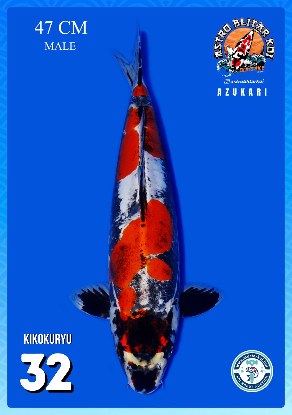 Lelang Koi Online, Jual Beli Ikan Koi, Pusat Jual Beli Koi, Info Lelang Koi Hari Ini, Platform Jual Beli Koi, Jual Beli Ikan Koi Online, Marketplace Ikan Koi, Jual Koi Terbaik, Tempat Beli Koi Berkualitas, Pasar Ikan Koi Online Terpercaya, Penjual Ikan Koi Terpercaya, Beli Koi Hias Online, Ikan Koi untuk Dijual, Koi Kualitas Terbaik, Toko Online Ikan Koi, Koi Hias Untuk Dijual, Jual Beli Ikan Koi Lokal, Koi Indonesia Online, Pusat Jual Beli Koi Terbesar