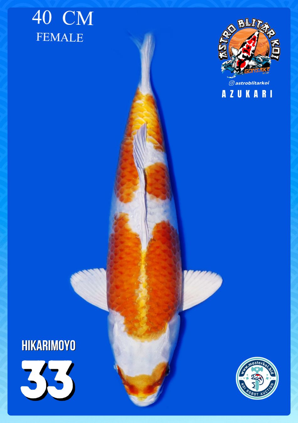 Lelang Koi Online, Jual Beli Ikan Koi, Pusat Jual Beli Koi, Info Lelang Koi Hari Ini, Platform Jual Beli Koi, Jual Beli Ikan Koi Online, Marketplace Ikan Koi, Jual Koi Terbaik, Tempat Beli Koi Berkualitas, Pasar Ikan Koi Online Terpercaya, Penjual Ikan Koi Terpercaya, Beli Koi Hias Online, Ikan Koi untuk Dijual, Koi Kualitas Terbaik, Toko Online Ikan Koi, Koi Hias Untuk Dijual, Jual Beli Ikan Koi Lokal, Koi Indonesia Online, Pusat Jual Beli Koi Terbesar