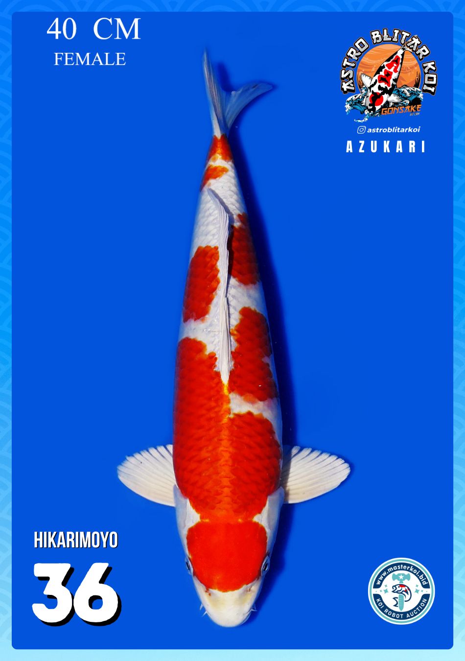 Lelang Koi Online, Jual Beli Ikan Koi, Pusat Jual Beli Koi, Info Lelang Koi Hari Ini, Platform Jual Beli Koi, Jual Beli Ikan Koi Online, Marketplace Ikan Koi, Jual Koi Terbaik, Tempat Beli Koi Berkualitas, Pasar Ikan Koi Online Terpercaya, Penjual Ikan Koi Terpercaya, Beli Koi Hias Online, Ikan Koi untuk Dijual, Koi Kualitas Terbaik, Toko Online Ikan Koi, Koi Hias Untuk Dijual, Jual Beli Ikan Koi Lokal, Koi Indonesia Online, Pusat Jual Beli Koi Terbesar