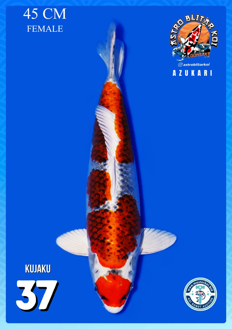 Lelang Koi Online, Jual Beli Ikan Koi, Pusat Jual Beli Koi, Info Lelang Koi Hari Ini, Platform Jual Beli Koi, Jual Beli Ikan Koi Online, Marketplace Ikan Koi, Jual Koi Terbaik, Tempat Beli Koi Berkualitas, Pasar Ikan Koi Online Terpercaya, Penjual Ikan Koi Terpercaya, Beli Koi Hias Online, Ikan Koi untuk Dijual, Koi Kualitas Terbaik, Toko Online Ikan Koi, Koi Hias Untuk Dijual, Jual Beli Ikan Koi Lokal, Koi Indonesia Online, Pusat Jual Beli Koi Terbesar