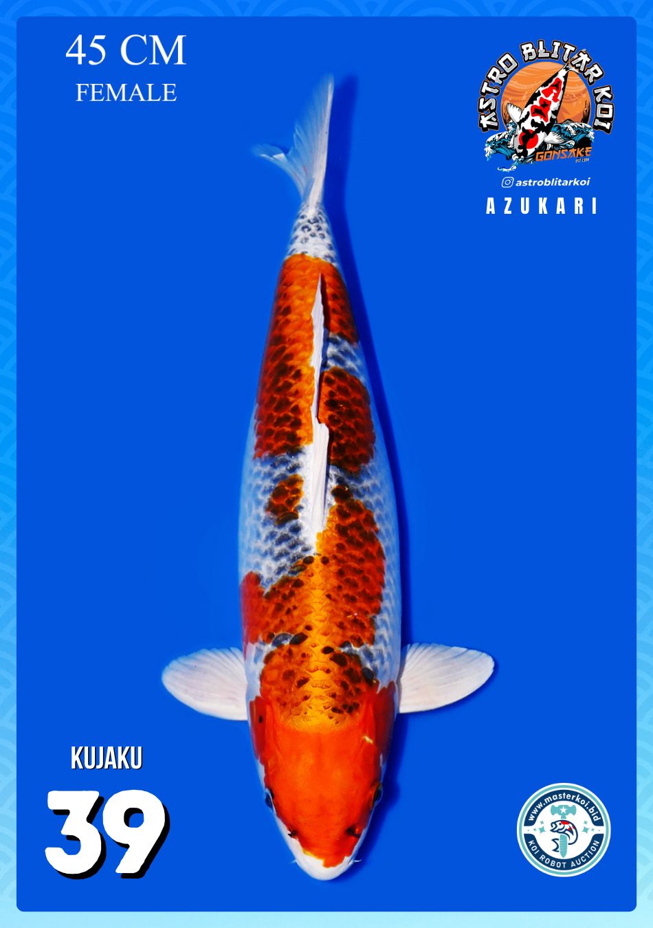 Lelang Koi Online, Jual Beli Ikan Koi, Pusat Jual Beli Koi, Info Lelang Koi Hari Ini, Platform Jual Beli Koi, Jual Beli Ikan Koi Online, Marketplace Ikan Koi, Jual Koi Terbaik, Tempat Beli Koi Berkualitas, Pasar Ikan Koi Online Terpercaya, Penjual Ikan Koi Terpercaya, Beli Koi Hias Online, Ikan Koi untuk Dijual, Koi Kualitas Terbaik, Toko Online Ikan Koi, Koi Hias Untuk Dijual, Jual Beli Ikan Koi Lokal, Koi Indonesia Online, Pusat Jual Beli Koi Terbesar