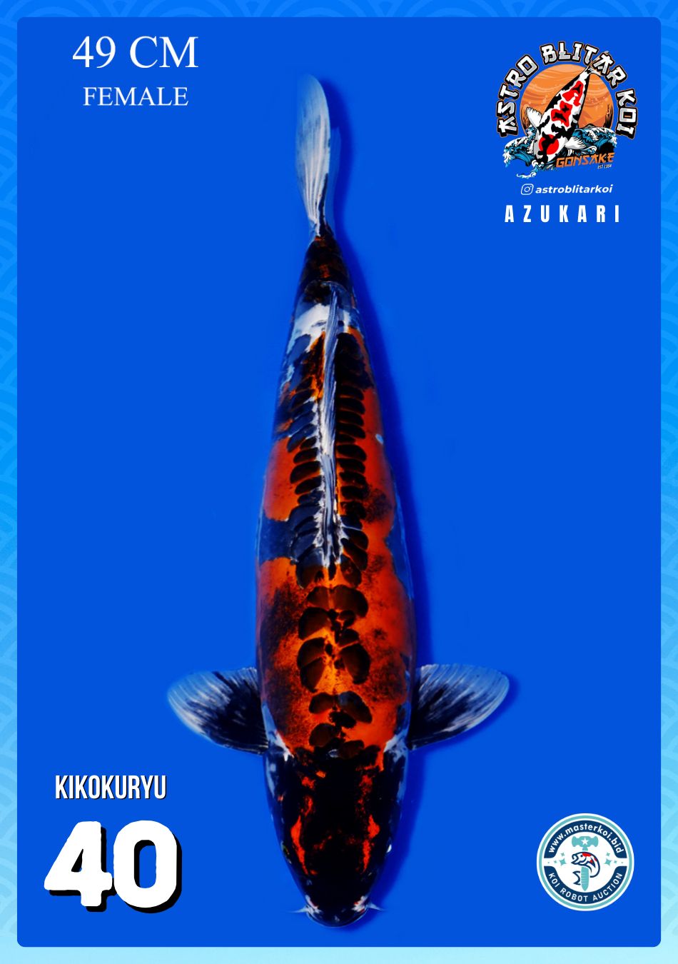 Lelang Koi Online, Jual Beli Ikan Koi, Pusat Jual Beli Koi, Info Lelang Koi Hari Ini, Platform Jual Beli Koi, Jual Beli Ikan Koi Online, Marketplace Ikan Koi, Jual Koi Terbaik, Tempat Beli Koi Berkualitas, Pasar Ikan Koi Online Terpercaya, Penjual Ikan Koi Terpercaya, Beli Koi Hias Online, Ikan Koi untuk Dijual, Koi Kualitas Terbaik, Toko Online Ikan Koi, Koi Hias Untuk Dijual, Jual Beli Ikan Koi Lokal, Koi Indonesia Online, Pusat Jual Beli Koi Terbesar