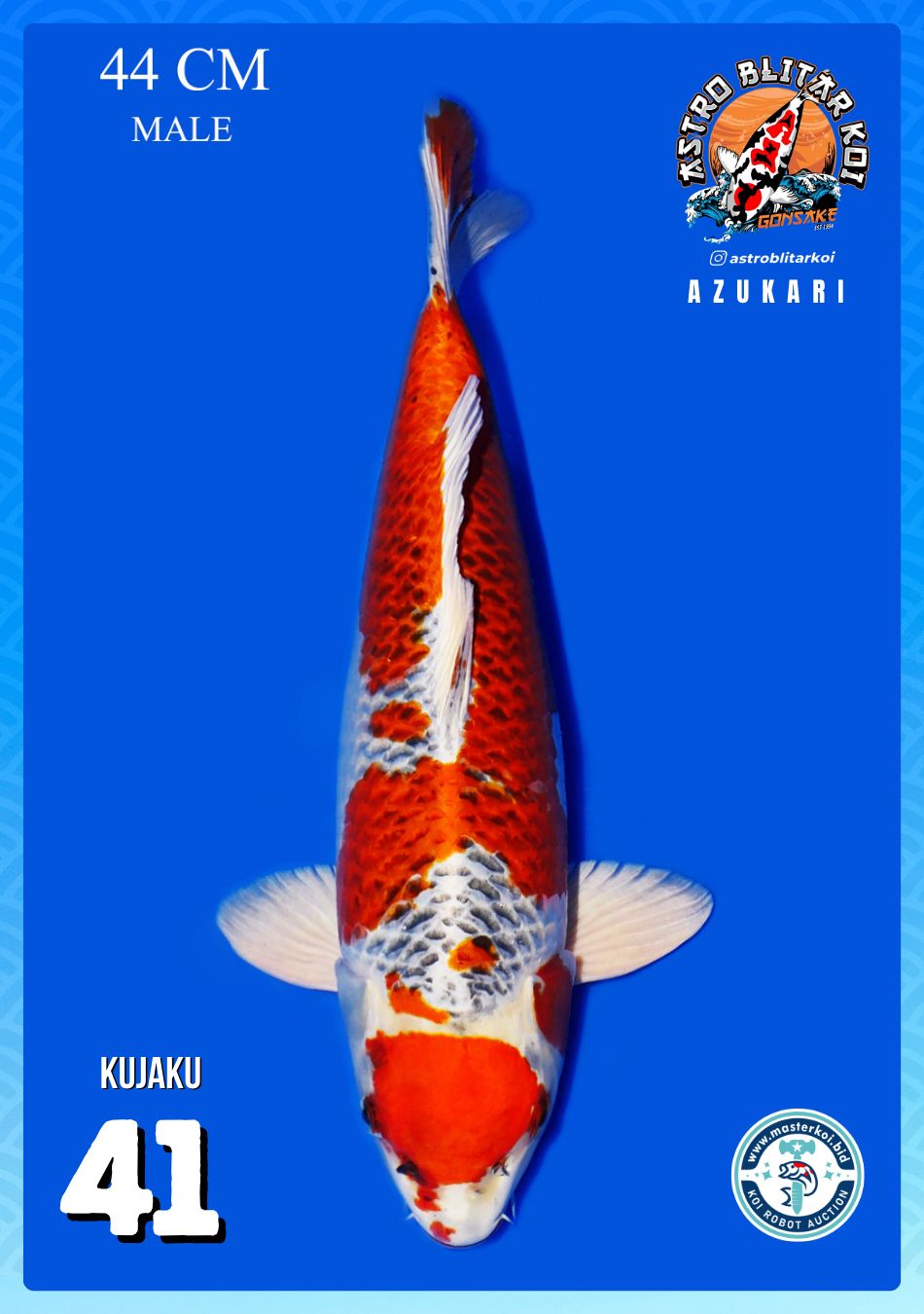 Lelang Koi Online, Jual Beli Ikan Koi, Pusat Jual Beli Koi, Info Lelang Koi Hari Ini, Platform Jual Beli Koi, Jual Beli Ikan Koi Online, Marketplace Ikan Koi, Jual Koi Terbaik, Tempat Beli Koi Berkualitas, Pasar Ikan Koi Online Terpercaya, Penjual Ikan Koi Terpercaya, Beli Koi Hias Online, Ikan Koi untuk Dijual, Koi Kualitas Terbaik, Toko Online Ikan Koi, Koi Hias Untuk Dijual, Jual Beli Ikan Koi Lokal, Koi Indonesia Online, Pusat Jual Beli Koi Terbesar