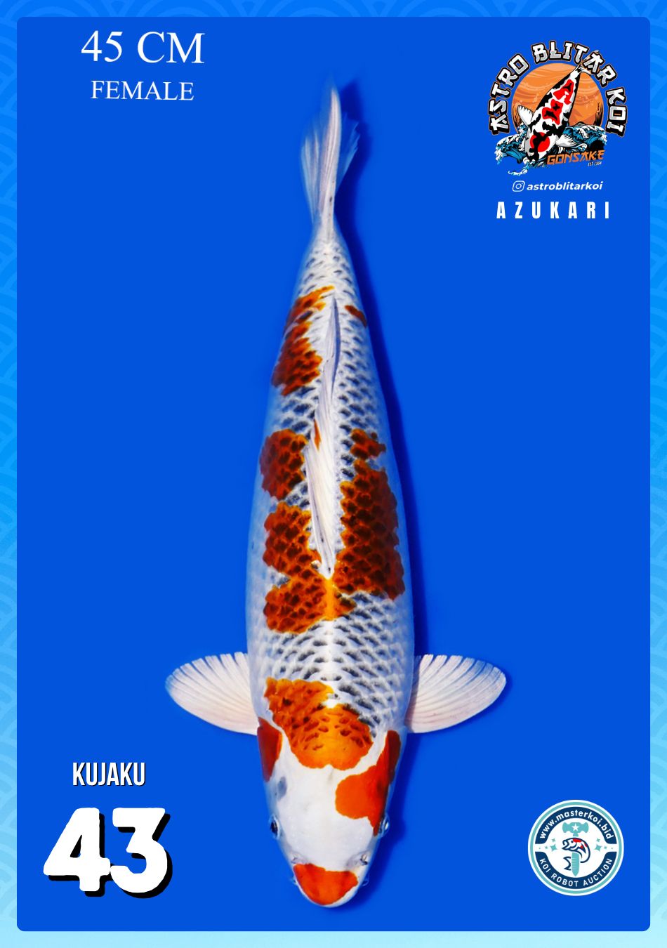 Lelang Koi Online, Jual Beli Ikan Koi, Pusat Jual Beli Koi, Info Lelang Koi Hari Ini, Platform Jual Beli Koi, Jual Beli Ikan Koi Online, Marketplace Ikan Koi, Jual Koi Terbaik, Tempat Beli Koi Berkualitas, Pasar Ikan Koi Online Terpercaya, Penjual Ikan Koi Terpercaya, Beli Koi Hias Online, Ikan Koi untuk Dijual, Koi Kualitas Terbaik, Toko Online Ikan Koi, Koi Hias Untuk Dijual, Jual Beli Ikan Koi Lokal, Koi Indonesia Online, Pusat Jual Beli Koi Terbesar