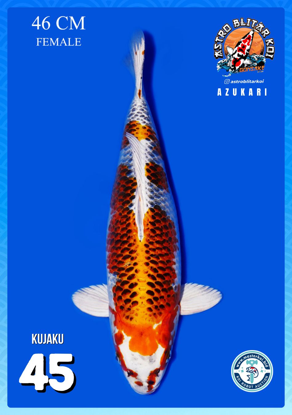 Lelang Koi Online, Jual Beli Ikan Koi, Pusat Jual Beli Koi, Info Lelang Koi Hari Ini, Platform Jual Beli Koi, Jual Beli Ikan Koi Online, Marketplace Ikan Koi, Jual Koi Terbaik, Tempat Beli Koi Berkualitas, Pasar Ikan Koi Online Terpercaya, Penjual Ikan Koi Terpercaya, Beli Koi Hias Online, Ikan Koi untuk Dijual, Koi Kualitas Terbaik, Toko Online Ikan Koi, Koi Hias Untuk Dijual, Jual Beli Ikan Koi Lokal, Koi Indonesia Online, Pusat Jual Beli Koi Terbesar