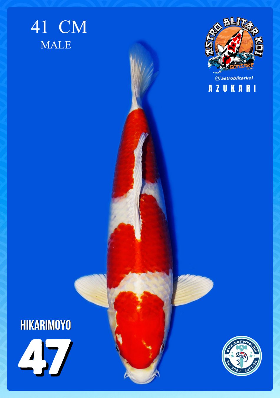 Lelang Koi Online, Jual Beli Ikan Koi, Pusat Jual Beli Koi, Info Lelang Koi Hari Ini, Platform Jual Beli Koi, Jual Beli Ikan Koi Online, Marketplace Ikan Koi, Jual Koi Terbaik, Tempat Beli Koi Berkualitas, Pasar Ikan Koi Online Terpercaya, Penjual Ikan Koi Terpercaya, Beli Koi Hias Online, Ikan Koi untuk Dijual, Koi Kualitas Terbaik, Toko Online Ikan Koi, Koi Hias Untuk Dijual, Jual Beli Ikan Koi Lokal, Koi Indonesia Online, Pusat Jual Beli Koi Terbesar