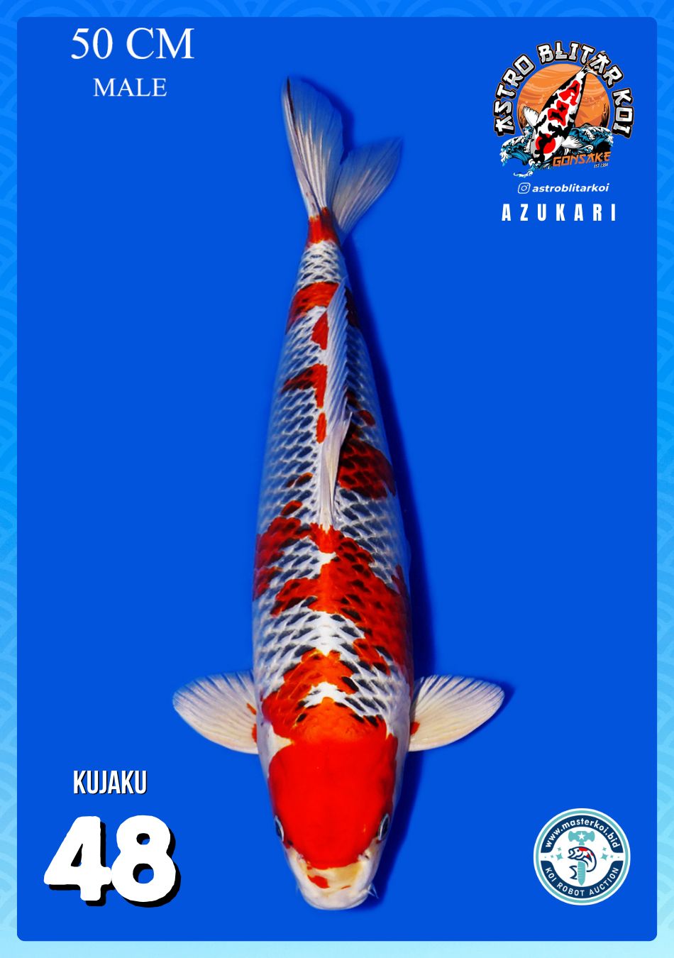 Lelang Koi Online, Jual Beli Ikan Koi, Pusat Jual Beli Koi, Info Lelang Koi Hari Ini, Platform Jual Beli Koi, Jual Beli Ikan Koi Online, Marketplace Ikan Koi, Jual Koi Terbaik, Tempat Beli Koi Berkualitas, Pasar Ikan Koi Online Terpercaya, Penjual Ikan Koi Terpercaya, Beli Koi Hias Online, Ikan Koi untuk Dijual, Koi Kualitas Terbaik, Toko Online Ikan Koi, Koi Hias Untuk Dijual, Jual Beli Ikan Koi Lokal, Koi Indonesia Online, Pusat Jual Beli Koi Terbesar