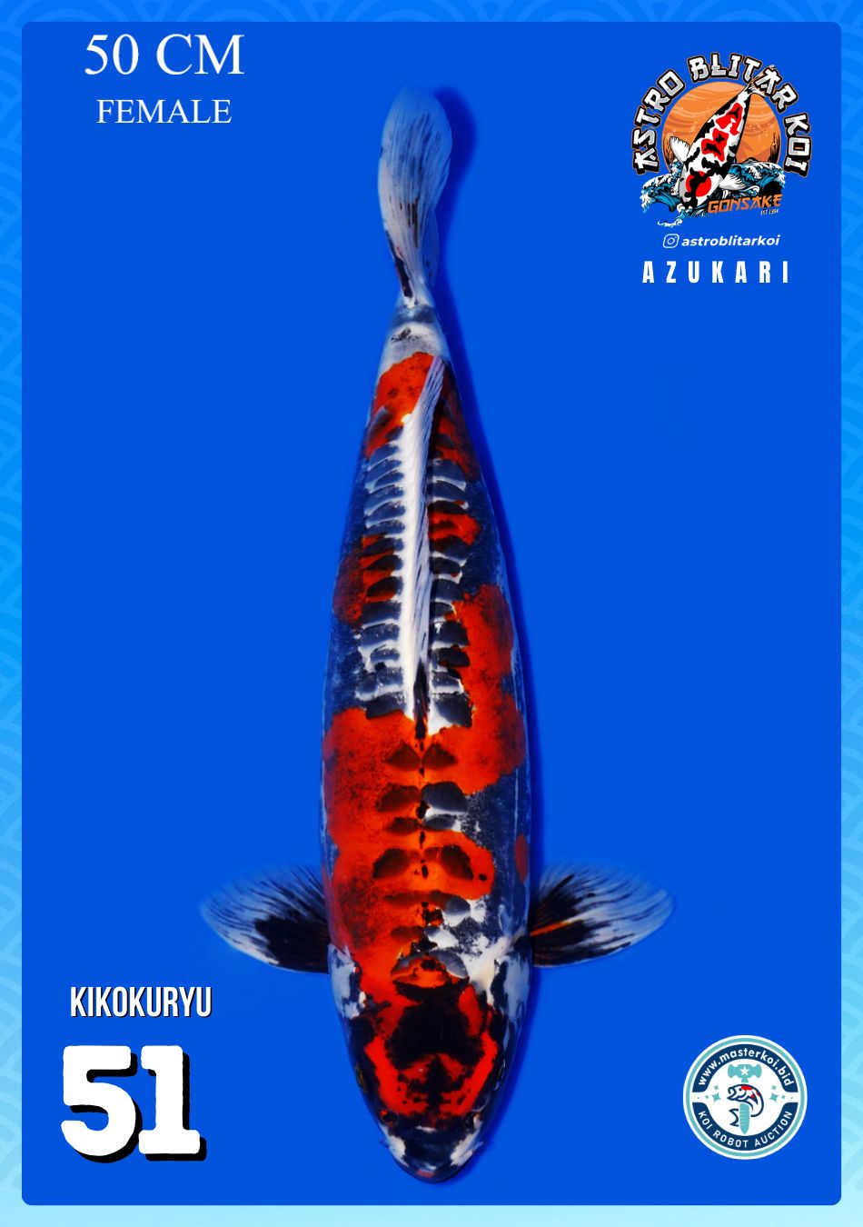 Lelang Koi Online, Jual Beli Ikan Koi, Pusat Jual Beli Koi, Info Lelang Koi Hari Ini, Platform Jual Beli Koi, Jual Beli Ikan Koi Online, Marketplace Ikan Koi, Jual Koi Terbaik, Tempat Beli Koi Berkualitas, Pasar Ikan Koi Online Terpercaya, Penjual Ikan Koi Terpercaya, Beli Koi Hias Online, Ikan Koi untuk Dijual, Koi Kualitas Terbaik, Toko Online Ikan Koi, Koi Hias Untuk Dijual, Jual Beli Ikan Koi Lokal, Koi Indonesia Online, Pusat Jual Beli Koi Terbesar