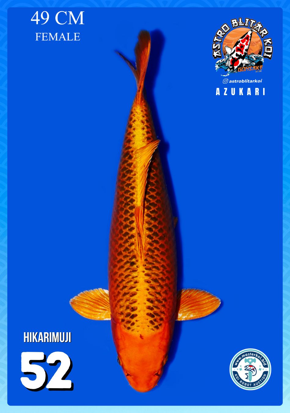 Lelang Koi Online, Jual Beli Ikan Koi, Pusat Jual Beli Koi, Info Lelang Koi Hari Ini, Platform Jual Beli Koi, Jual Beli Ikan Koi Online, Marketplace Ikan Koi, Jual Koi Terbaik, Tempat Beli Koi Berkualitas, Pasar Ikan Koi Online Terpercaya, Penjual Ikan Koi Terpercaya, Beli Koi Hias Online, Ikan Koi untuk Dijual, Koi Kualitas Terbaik, Toko Online Ikan Koi, Koi Hias Untuk Dijual, Jual Beli Ikan Koi Lokal, Koi Indonesia Online, Pusat Jual Beli Koi Terbesar