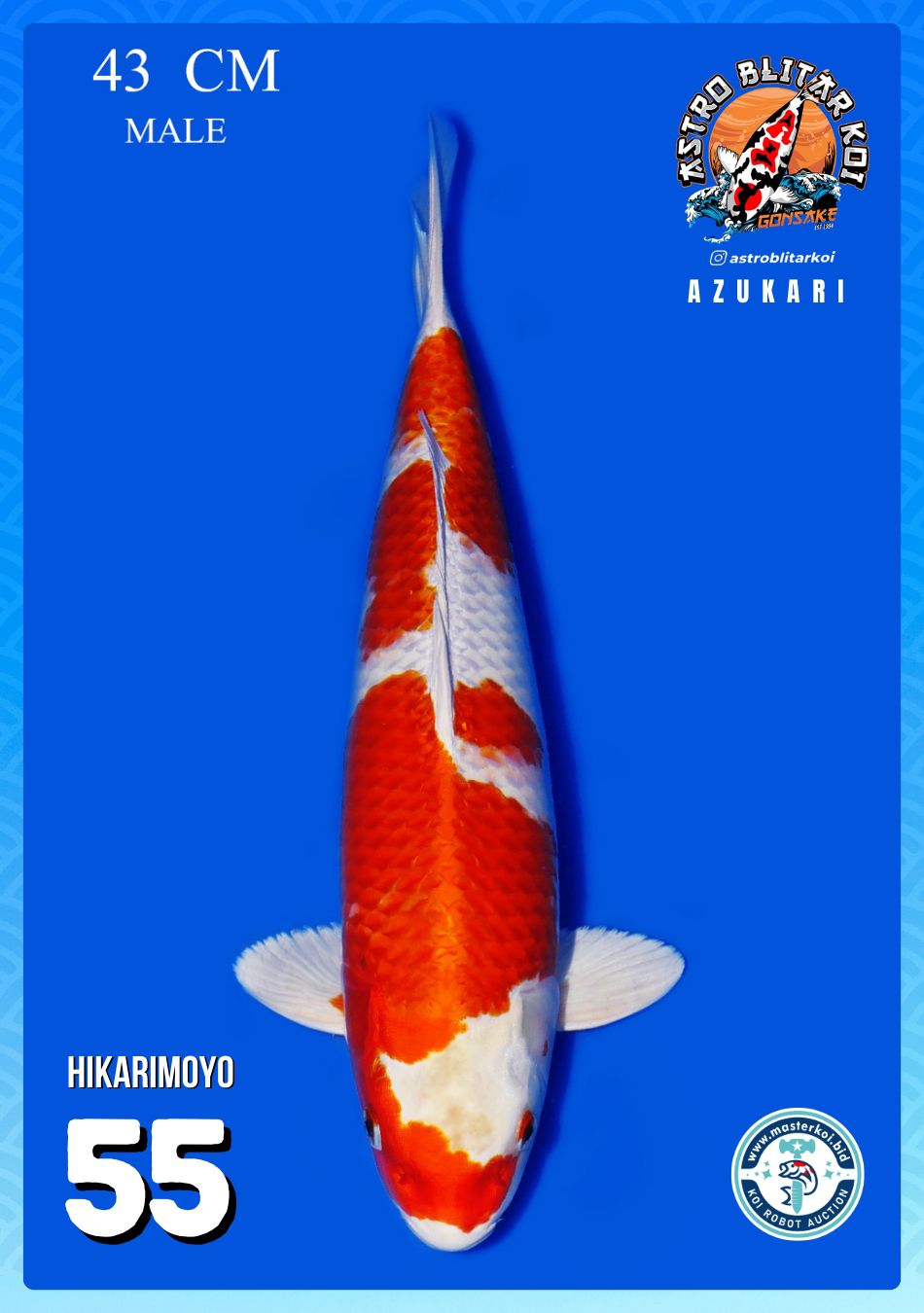 Lelang Koi Online, Jual Beli Ikan Koi, Pusat Jual Beli Koi, Info Lelang Koi Hari Ini, Platform Jual Beli Koi, Jual Beli Ikan Koi Online, Marketplace Ikan Koi, Jual Koi Terbaik, Tempat Beli Koi Berkualitas, Pasar Ikan Koi Online Terpercaya, Penjual Ikan Koi Terpercaya, Beli Koi Hias Online, Ikan Koi untuk Dijual, Koi Kualitas Terbaik, Toko Online Ikan Koi, Koi Hias Untuk Dijual, Jual Beli Ikan Koi Lokal, Koi Indonesia Online, Pusat Jual Beli Koi Terbesar