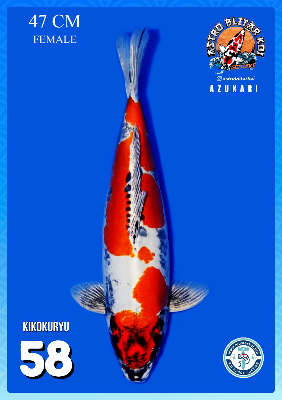 Lelang Koi Online, Jual Beli Ikan Koi, Pusat Jual Beli Koi, Info Lelang Koi Hari Ini, Platform Jual Beli Koi, Jual Beli Ikan Koi Online, Marketplace Ikan Koi, Jual Koi Terbaik, Tempat Beli Koi Berkualitas, Pasar Ikan Koi Online Terpercaya, Penjual Ikan Koi Terpercaya, Beli Koi Hias Online, Ikan Koi untuk Dijual, Koi Kualitas Terbaik, Toko Online Ikan Koi, Koi Hias Untuk Dijual, Jual Beli Ikan Koi Lokal, Koi Indonesia Online, Pusat Jual Beli Koi Terbesar