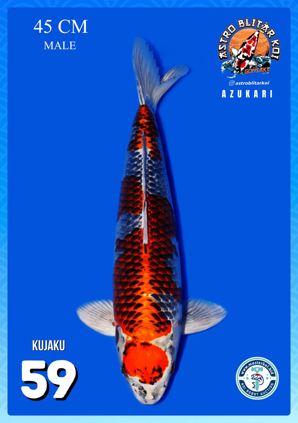 Lelang Koi Online, Jual Beli Ikan Koi, Pusat Jual Beli Koi, Info Lelang Koi Hari Ini, Platform Jual Beli Koi, Jual Beli Ikan Koi Online, Marketplace Ikan Koi, Jual Koi Terbaik, Tempat Beli Koi Berkualitas, Pasar Ikan Koi Online Terpercaya, Penjual Ikan Koi Terpercaya, Beli Koi Hias Online, Ikan Koi untuk Dijual, Koi Kualitas Terbaik, Toko Online Ikan Koi, Koi Hias Untuk Dijual, Jual Beli Ikan Koi Lokal, Koi Indonesia Online, Pusat Jual Beli Koi Terbesar