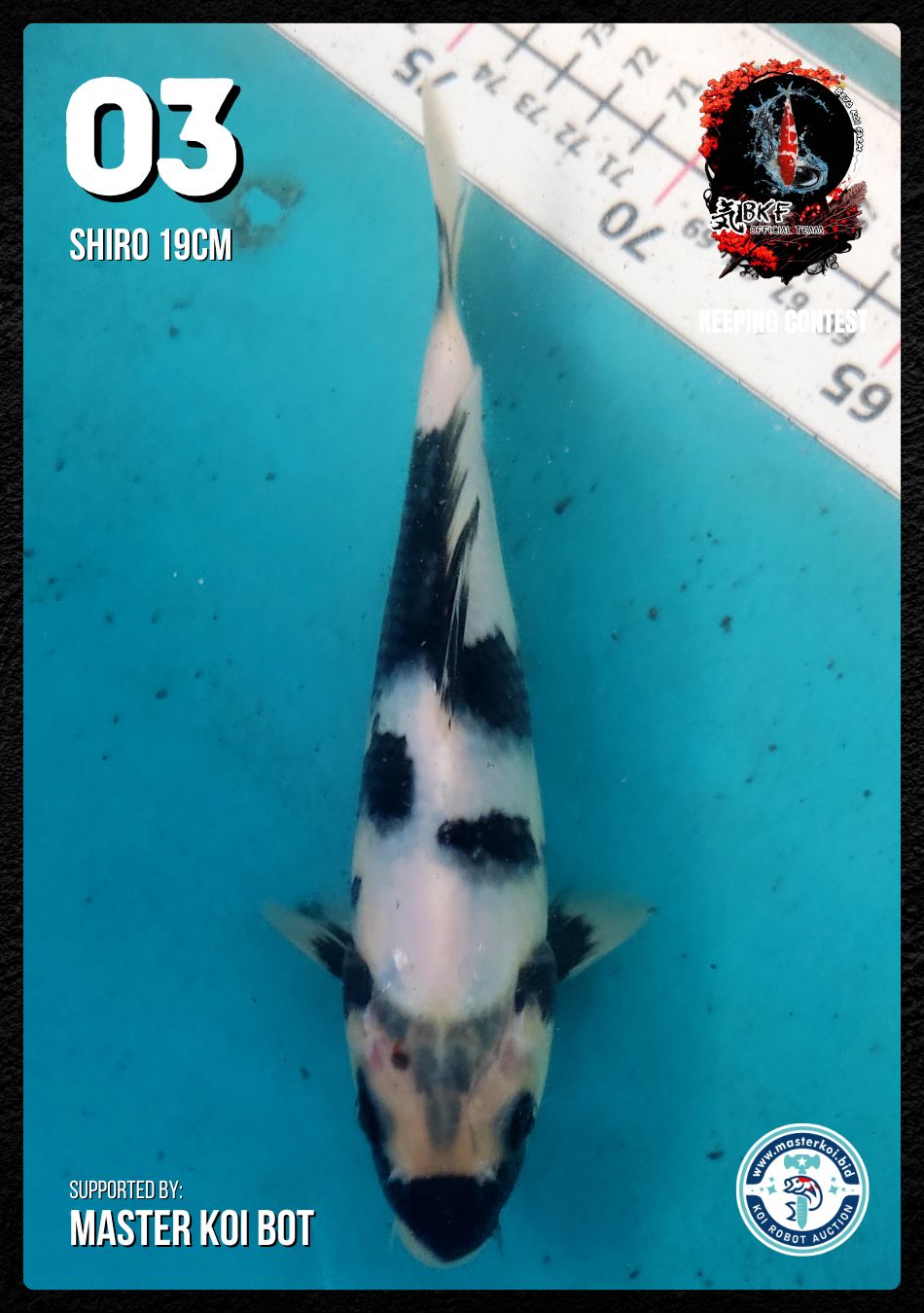 Lelang Koi Online, Jual Beli Ikan Koi, Pusat Jual Beli Koi, Info Lelang Koi Hari Ini, Platform Jual Beli Koi, Jual Beli Ikan Koi Online, Marketplace Ikan Koi, Jual Koi Terbaik, Tempat Beli Koi Berkualitas, Pasar Ikan Koi Online Terpercaya, Penjual Ikan Koi Terpercaya, Beli Koi Hias Online, Ikan Koi untuk Dijual, Koi Kualitas Terbaik, Toko Online Ikan Koi, Koi Hias Untuk Dijual, Jual Beli Ikan Koi Lokal, Koi Indonesia Online, Pusat Jual Beli Koi Terbesar