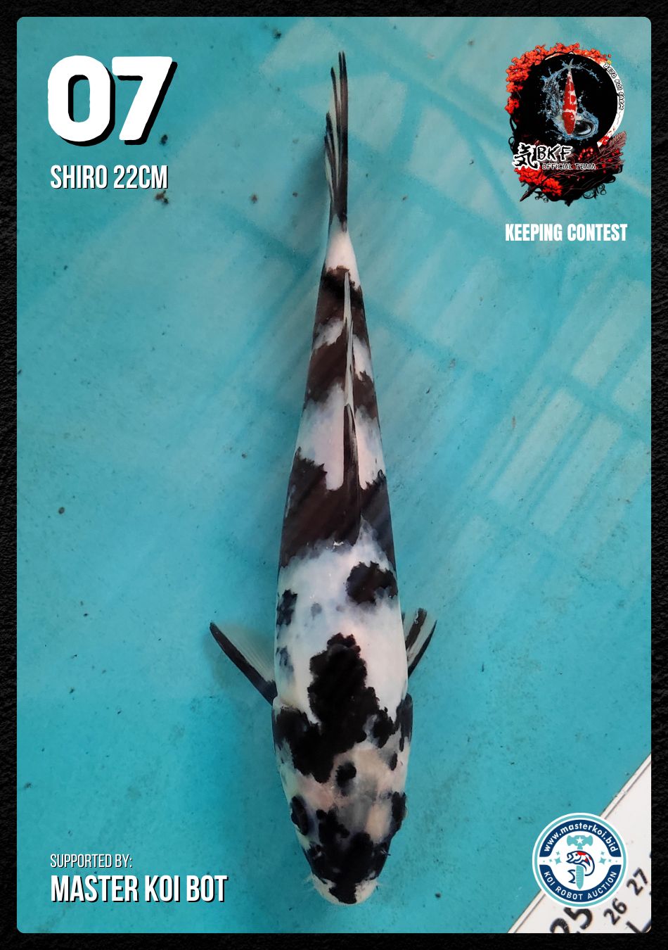 Lelang Koi Online, Jual Beli Ikan Koi, Pusat Jual Beli Koi, Info Lelang Koi Hari Ini, Platform Jual Beli Koi, Jual Beli Ikan Koi Online, Marketplace Ikan Koi, Jual Koi Terbaik, Tempat Beli Koi Berkualitas, Pasar Ikan Koi Online Terpercaya, Penjual Ikan Koi Terpercaya, Beli Koi Hias Online, Ikan Koi untuk Dijual, Koi Kualitas Terbaik, Toko Online Ikan Koi, Koi Hias Untuk Dijual, Jual Beli Ikan Koi Lokal, Koi Indonesia Online, Pusat Jual Beli Koi Terbesar