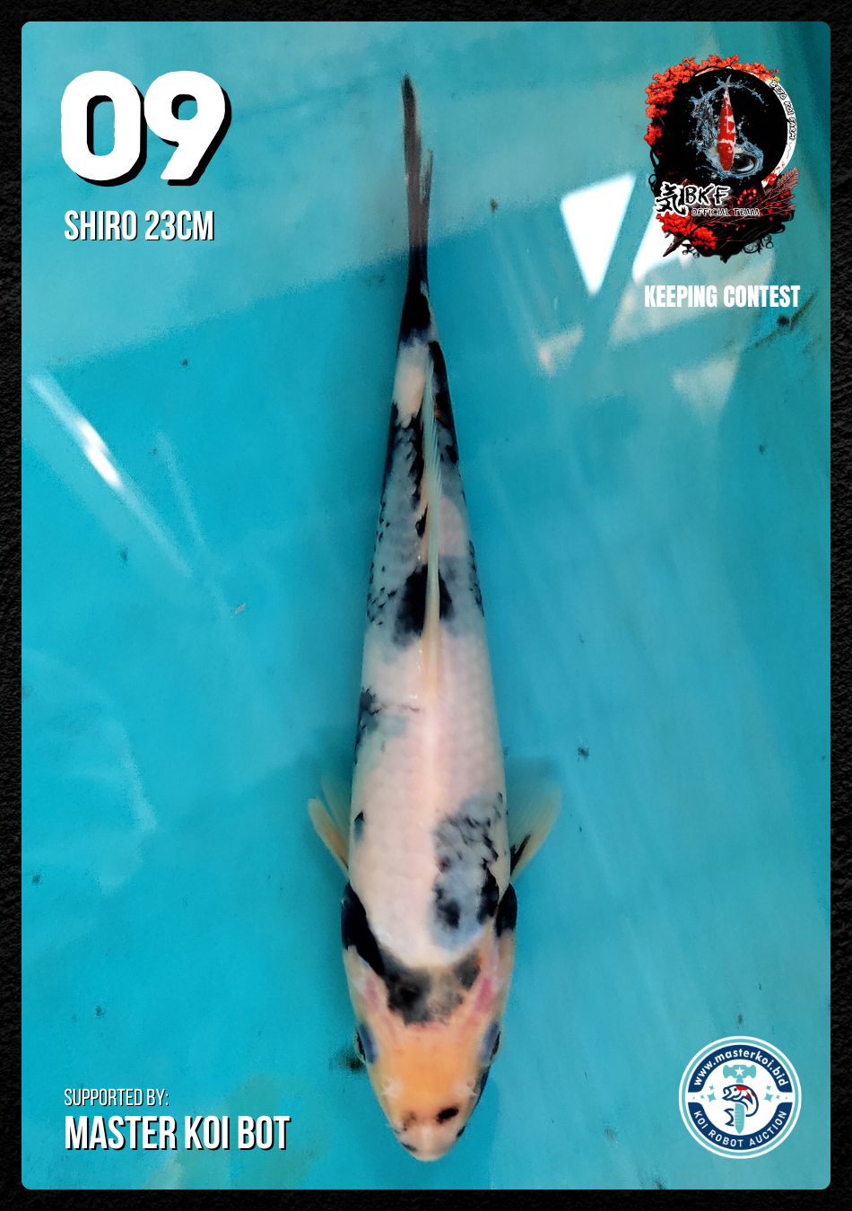 Lelang Koi Online, Jual Beli Ikan Koi, Pusat Jual Beli Koi, Info Lelang Koi Hari Ini, Platform Jual Beli Koi, Jual Beli Ikan Koi Online, Marketplace Ikan Koi, Jual Koi Terbaik, Tempat Beli Koi Berkualitas, Pasar Ikan Koi Online Terpercaya, Penjual Ikan Koi Terpercaya, Beli Koi Hias Online, Ikan Koi untuk Dijual, Koi Kualitas Terbaik, Toko Online Ikan Koi, Koi Hias Untuk Dijual, Jual Beli Ikan Koi Lokal, Koi Indonesia Online, Pusat Jual Beli Koi Terbesar