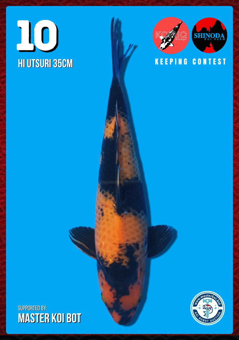 Lelang Koi Online, Jual Beli Ikan Koi, Pusat Jual Beli Koi, Info Lelang Koi Hari Ini, Platform Jual Beli Koi, Jual Beli Ikan Koi Online, Marketplace Ikan Koi, Jual Koi Terbaik, Tempat Beli Koi Berkualitas, Pasar Ikan Koi Online Terpercaya, Penjual Ikan Koi Terpercaya, Beli Koi Hias Online, Ikan Koi untuk Dijual, Koi Kualitas Terbaik, Toko Online Ikan Koi, Koi Hias Untuk Dijual, Jual Beli Ikan Koi Lokal, Koi Indonesia Online, Pusat Jual Beli Koi Terbesar