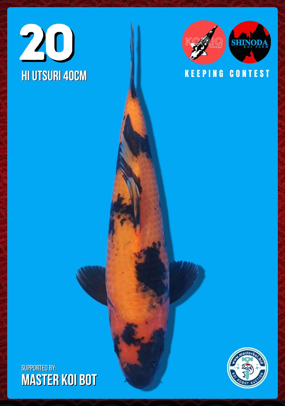 Lelang Koi Online, Jual Beli Ikan Koi, Pusat Jual Beli Koi, Info Lelang Koi Hari Ini, Platform Jual Beli Koi, Jual Beli Ikan Koi Online, Marketplace Ikan Koi, Jual Koi Terbaik, Tempat Beli Koi Berkualitas, Pasar Ikan Koi Online Terpercaya, Penjual Ikan Koi Terpercaya, Beli Koi Hias Online, Ikan Koi untuk Dijual, Koi Kualitas Terbaik, Toko Online Ikan Koi, Koi Hias Untuk Dijual, Jual Beli Ikan Koi Lokal, Koi Indonesia Online, Pusat Jual Beli Koi Terbesar