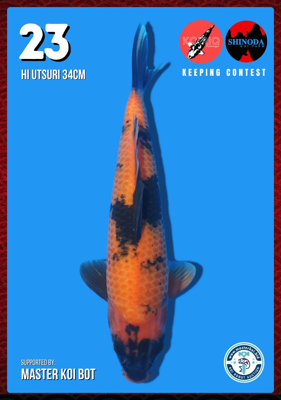 Lelang Koi Online, Jual Beli Ikan Koi, Pusat Jual Beli Koi, Info Lelang Koi Hari Ini, Platform Jual Beli Koi, Jual Beli Ikan Koi Online, Marketplace Ikan Koi, Jual Koi Terbaik, Tempat Beli Koi Berkualitas, Pasar Ikan Koi Online Terpercaya, Penjual Ikan Koi Terpercaya, Beli Koi Hias Online, Ikan Koi untuk Dijual, Koi Kualitas Terbaik, Toko Online Ikan Koi, Koi Hias Untuk Dijual, Jual Beli Ikan Koi Lokal, Koi Indonesia Online, Pusat Jual Beli Koi Terbesar