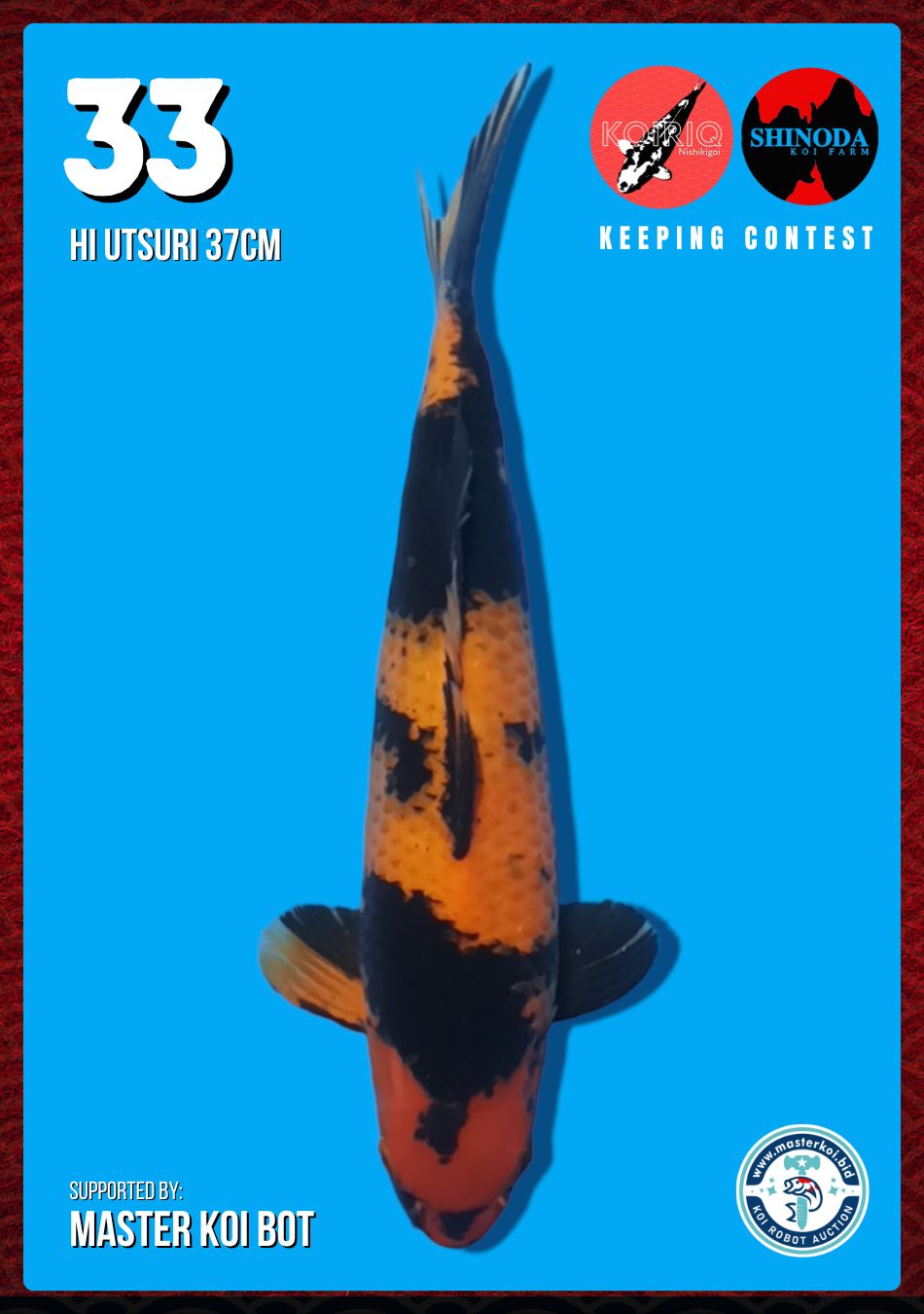 Lelang Koi Online, Jual Beli Ikan Koi, Pusat Jual Beli Koi, Info Lelang Koi Hari Ini, Platform Jual Beli Koi, Jual Beli Ikan Koi Online, Marketplace Ikan Koi, Jual Koi Terbaik, Tempat Beli Koi Berkualitas, Pasar Ikan Koi Online Terpercaya, Penjual Ikan Koi Terpercaya, Beli Koi Hias Online, Ikan Koi untuk Dijual, Koi Kualitas Terbaik, Toko Online Ikan Koi, Koi Hias Untuk Dijual, Jual Beli Ikan Koi Lokal, Koi Indonesia Online, Pusat Jual Beli Koi Terbesar