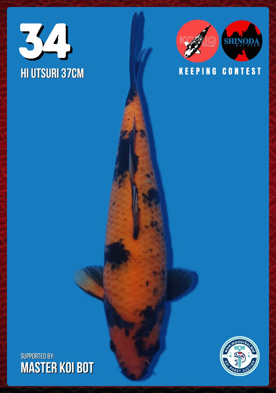 Lelang Koi Online, Jual Beli Ikan Koi, Pusat Jual Beli Koi, Info Lelang Koi Hari Ini, Platform Jual Beli Koi, Jual Beli Ikan Koi Online, Marketplace Ikan Koi, Jual Koi Terbaik, Tempat Beli Koi Berkualitas, Pasar Ikan Koi Online Terpercaya, Penjual Ikan Koi Terpercaya, Beli Koi Hias Online, Ikan Koi untuk Dijual, Koi Kualitas Terbaik, Toko Online Ikan Koi, Koi Hias Untuk Dijual, Jual Beli Ikan Koi Lokal, Koi Indonesia Online, Pusat Jual Beli Koi Terbesar