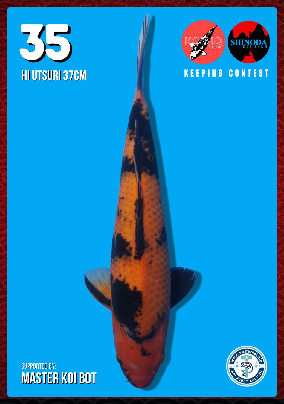 Lelang Koi Online, Jual Beli Ikan Koi, Pusat Jual Beli Koi, Info Lelang Koi Hari Ini, Platform Jual Beli Koi, Jual Beli Ikan Koi Online, Marketplace Ikan Koi, Jual Koi Terbaik, Tempat Beli Koi Berkualitas, Pasar Ikan Koi Online Terpercaya, Penjual Ikan Koi Terpercaya, Beli Koi Hias Online, Ikan Koi untuk Dijual, Koi Kualitas Terbaik, Toko Online Ikan Koi, Koi Hias Untuk Dijual, Jual Beli Ikan Koi Lokal, Koi Indonesia Online, Pusat Jual Beli Koi Terbesar