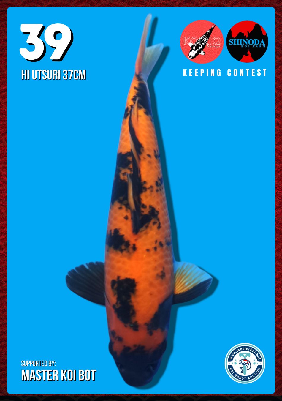 Lelang Koi Online, Jual Beli Ikan Koi, Pusat Jual Beli Koi, Info Lelang Koi Hari Ini, Platform Jual Beli Koi, Jual Beli Ikan Koi Online, Marketplace Ikan Koi, Jual Koi Terbaik, Tempat Beli Koi Berkualitas, Pasar Ikan Koi Online Terpercaya, Penjual Ikan Koi Terpercaya, Beli Koi Hias Online, Ikan Koi untuk Dijual, Koi Kualitas Terbaik, Toko Online Ikan Koi, Koi Hias Untuk Dijual, Jual Beli Ikan Koi Lokal, Koi Indonesia Online, Pusat Jual Beli Koi Terbesar