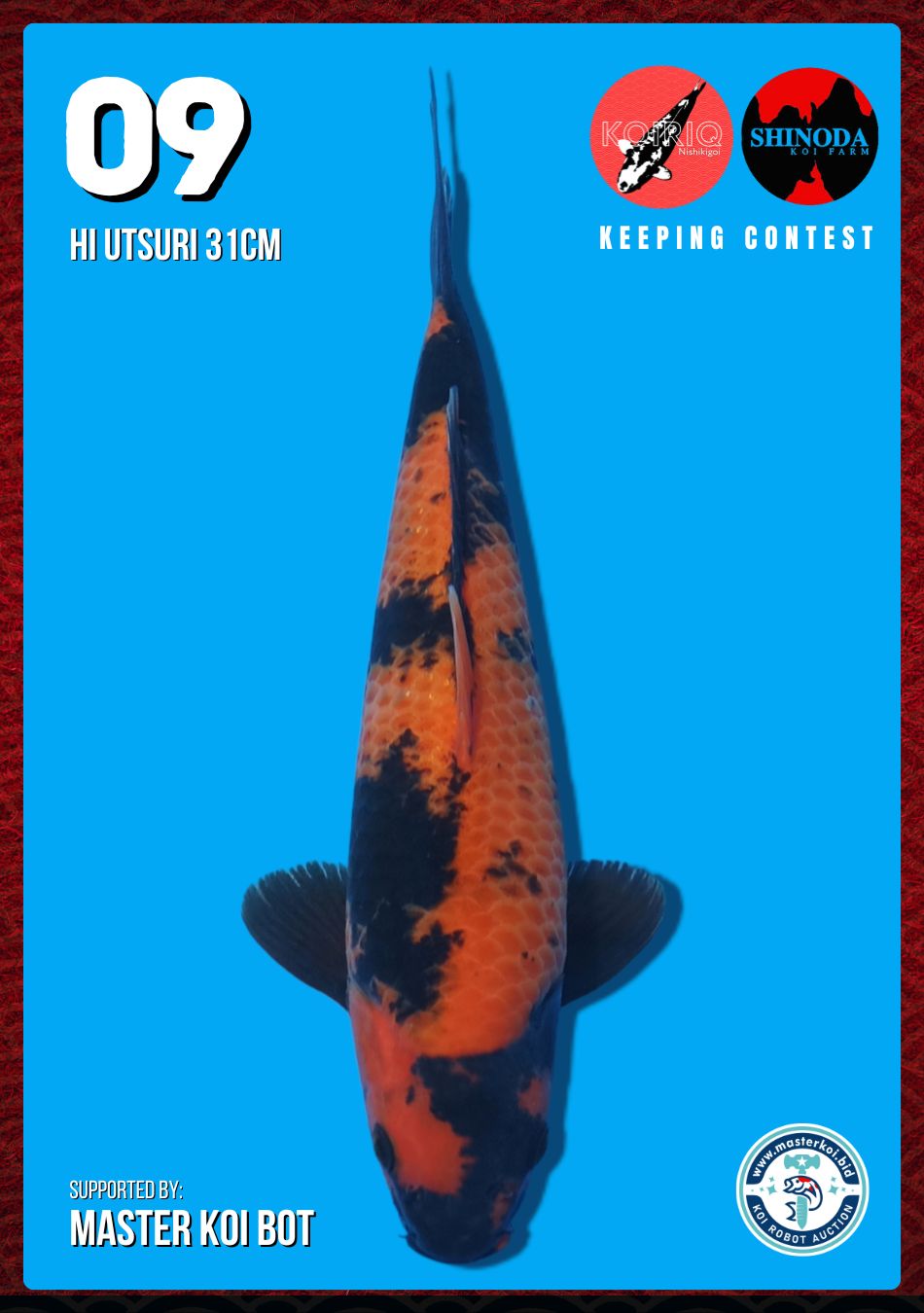 Lelang Koi Online, Jual Beli Ikan Koi, Pusat Jual Beli Koi, Info Lelang Koi Hari Ini, Platform Jual Beli Koi, Jual Beli Ikan Koi Online, Marketplace Ikan Koi, Jual Koi Terbaik, Tempat Beli Koi Berkualitas, Pasar Ikan Koi Online Terpercaya, Penjual Ikan Koi Terpercaya, Beli Koi Hias Online, Ikan Koi untuk Dijual, Koi Kualitas Terbaik, Toko Online Ikan Koi, Koi Hias Untuk Dijual, Jual Beli Ikan Koi Lokal, Koi Indonesia Online, Pusat Jual Beli Koi Terbesar