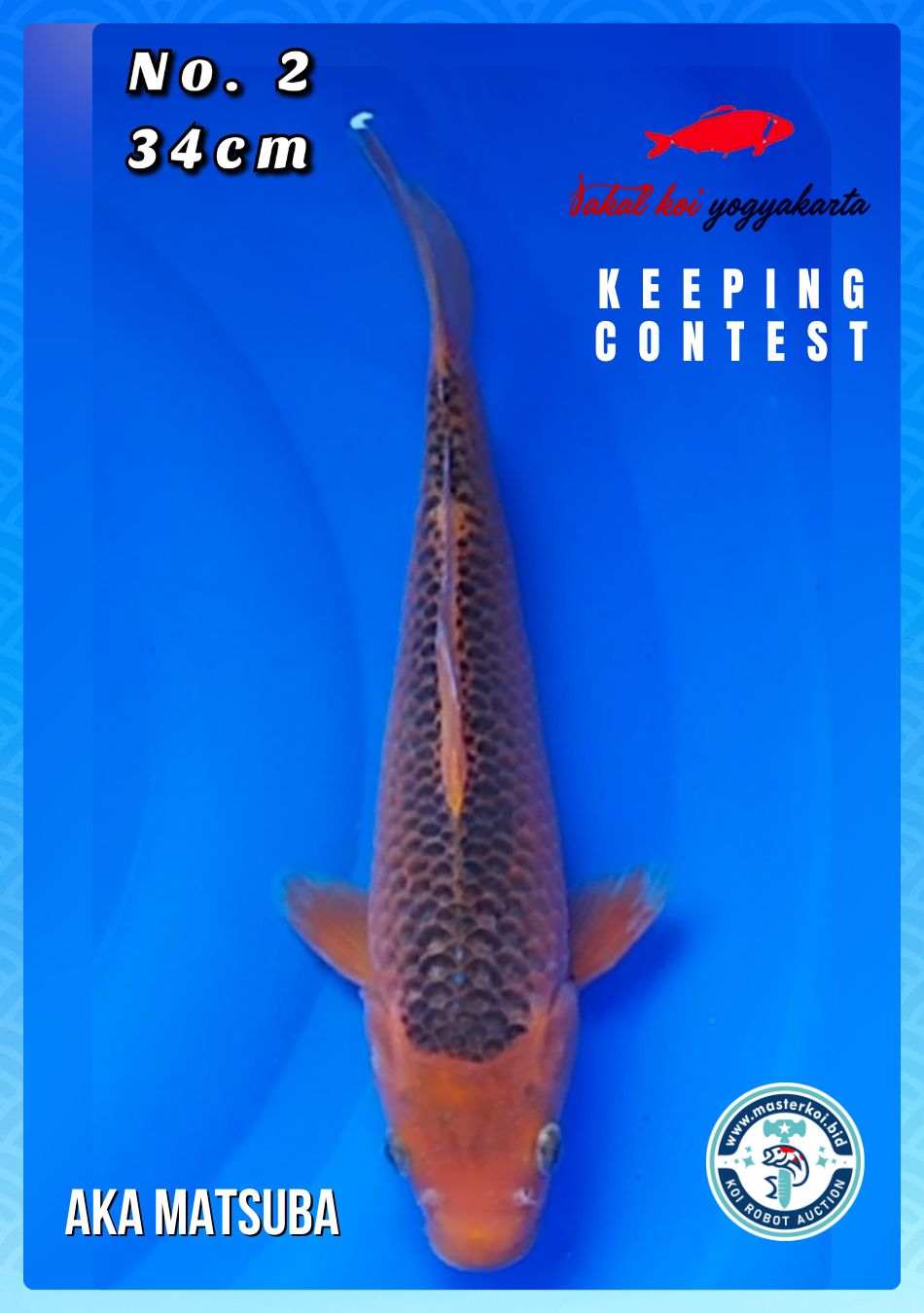 Lelang Koi Online, Jual Beli Ikan Koi, Pusat Jual Beli Koi, Info Lelang Koi Hari Ini, Platform Jual Beli Koi, Jual Beli Ikan Koi Online, Marketplace Ikan Koi, Jual Koi Terbaik, Tempat Beli Koi Berkualitas, Pasar Ikan Koi Online Terpercaya, Penjual Ikan Koi Terpercaya, Beli Koi Hias Online, Ikan Koi untuk Dijual, Koi Kualitas Terbaik, Toko Online Ikan Koi, Koi Hias Untuk Dijual, Jual Beli Ikan Koi Lokal, Koi Indonesia Online, Pusat Jual Beli Koi Terbesar