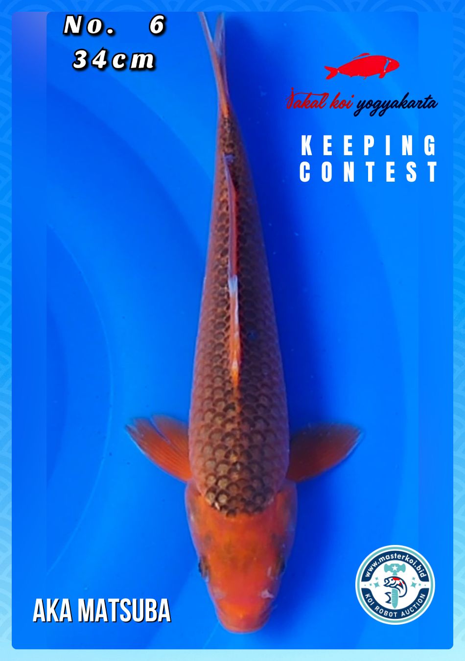 Lelang Koi Online, Jual Beli Ikan Koi, Pusat Jual Beli Koi, Info Lelang Koi Hari Ini, Platform Jual Beli Koi, Jual Beli Ikan Koi Online, Marketplace Ikan Koi, Jual Koi Terbaik, Tempat Beli Koi Berkualitas, Pasar Ikan Koi Online Terpercaya, Penjual Ikan Koi Terpercaya, Beli Koi Hias Online, Ikan Koi untuk Dijual, Koi Kualitas Terbaik, Toko Online Ikan Koi, Koi Hias Untuk Dijual, Jual Beli Ikan Koi Lokal, Koi Indonesia Online, Pusat Jual Beli Koi Terbesar